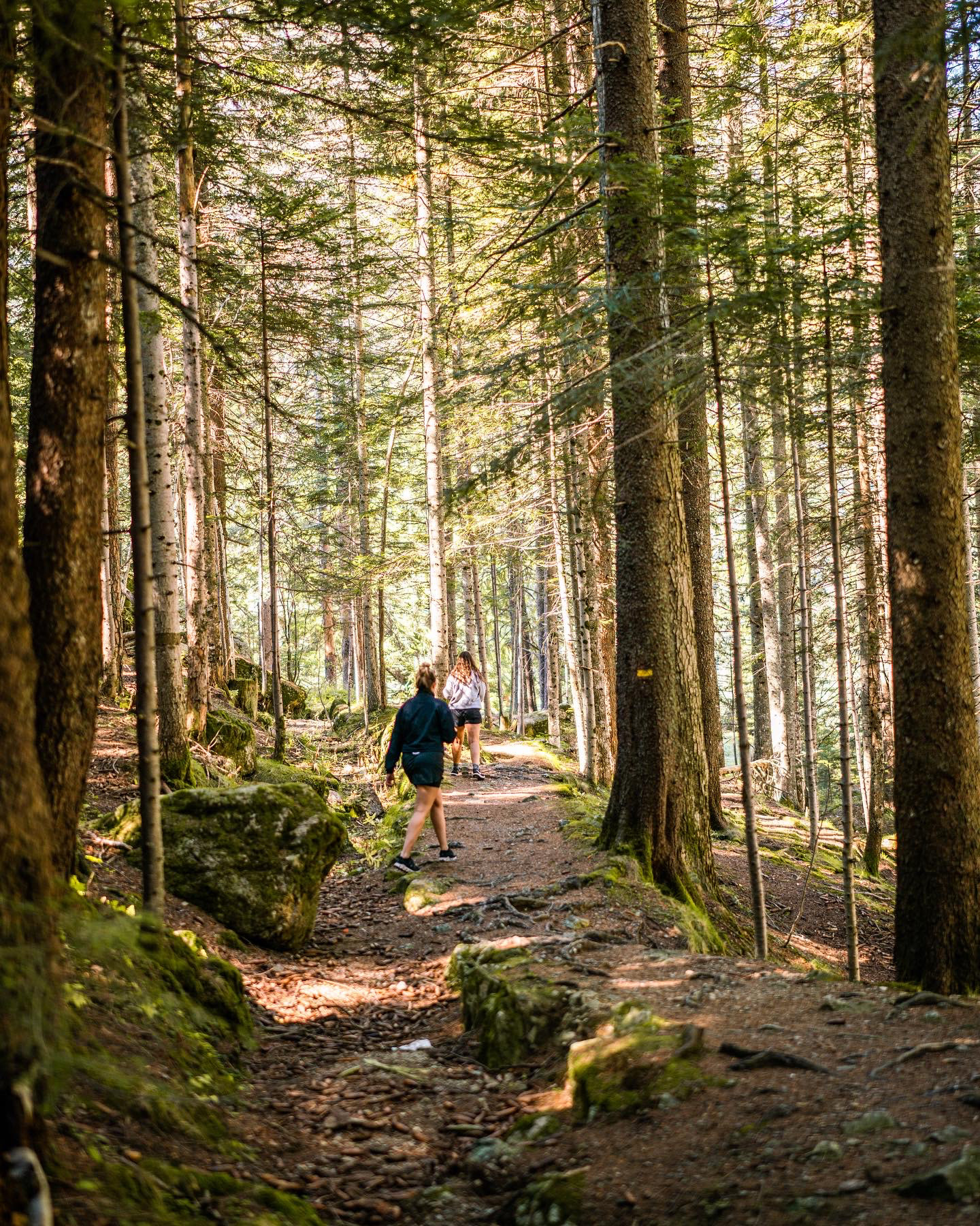 Walking through the woods in the foothills of the French Alps