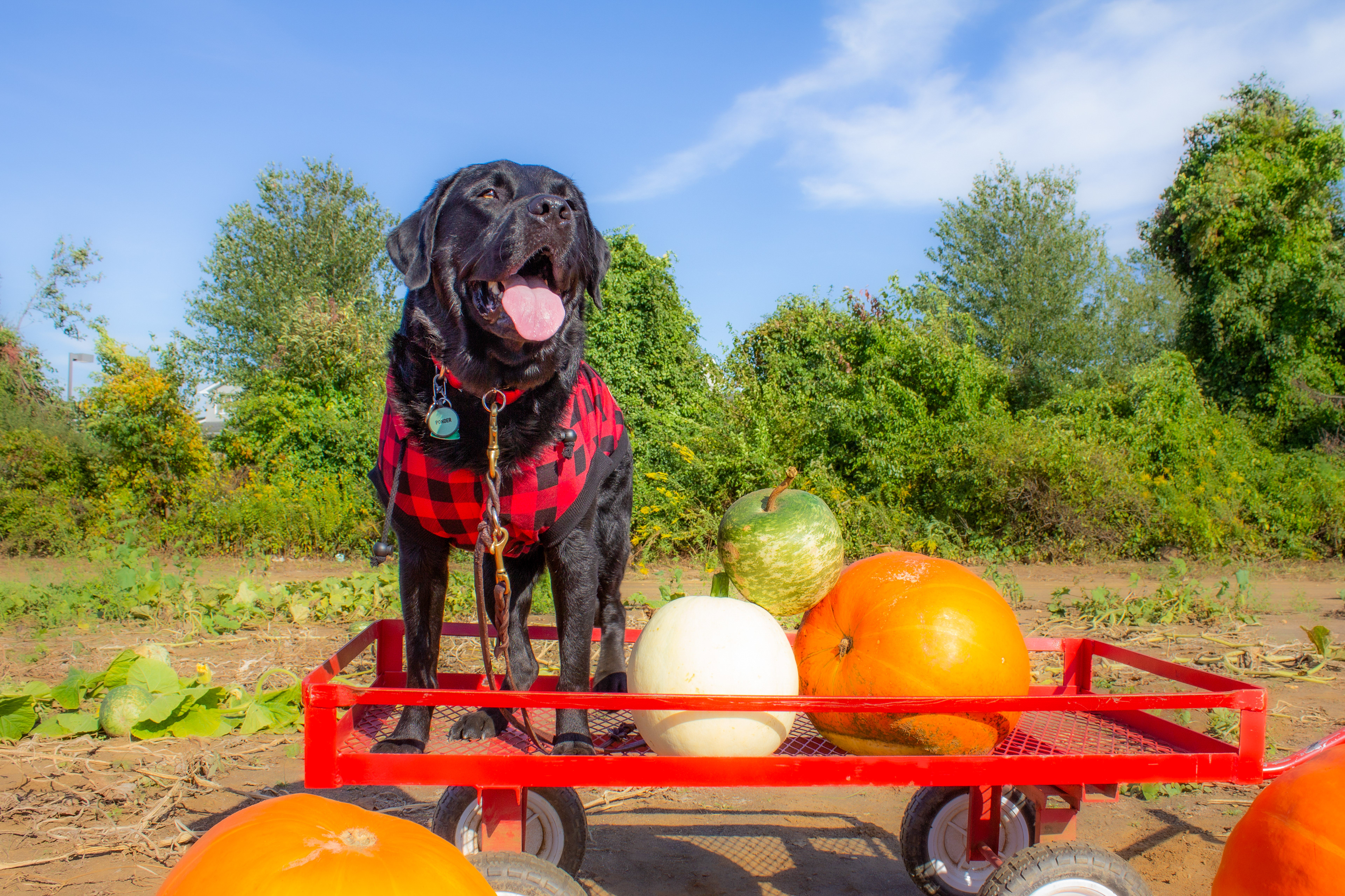 Ponder & Pumpkins