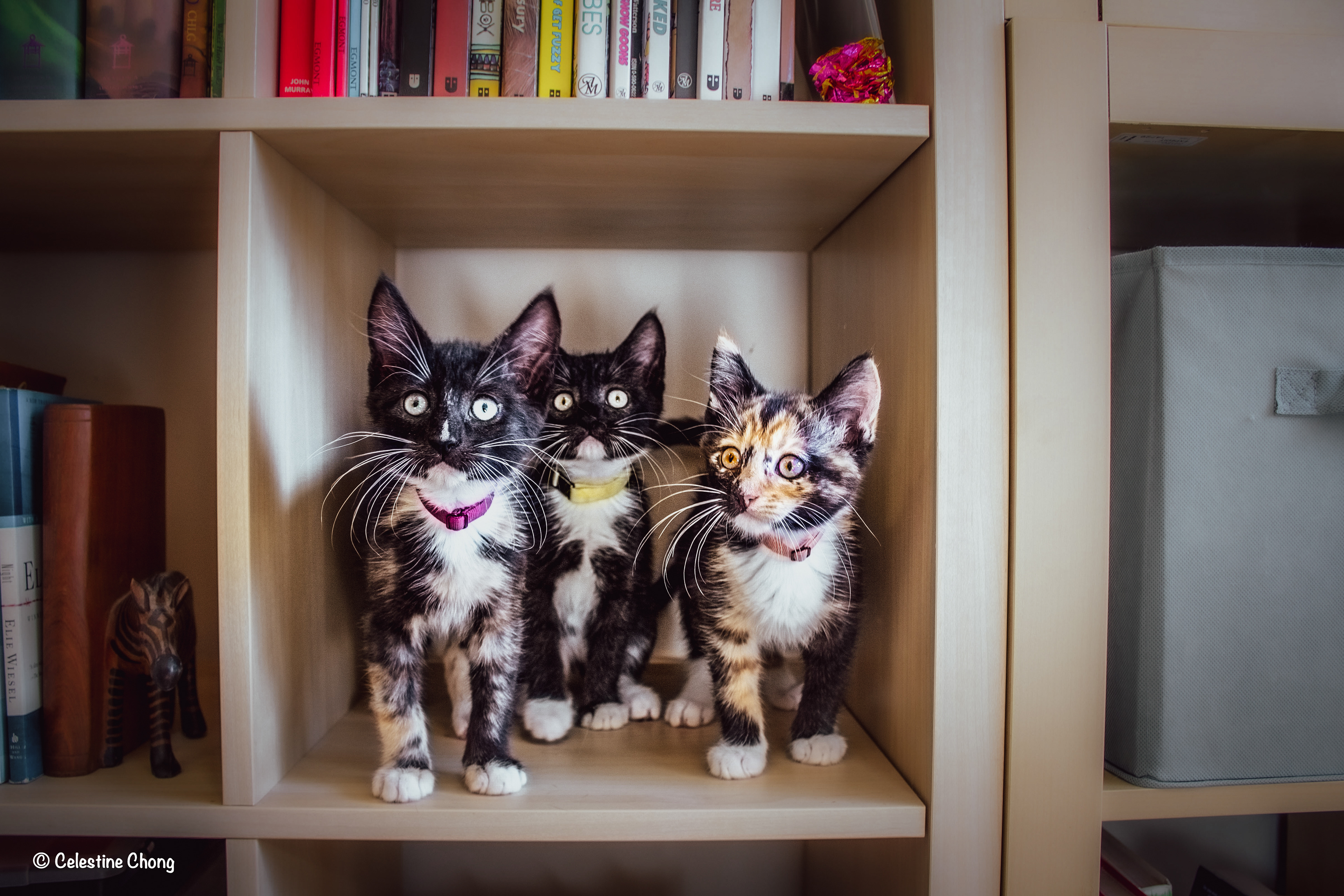 Kittens in a Shelf