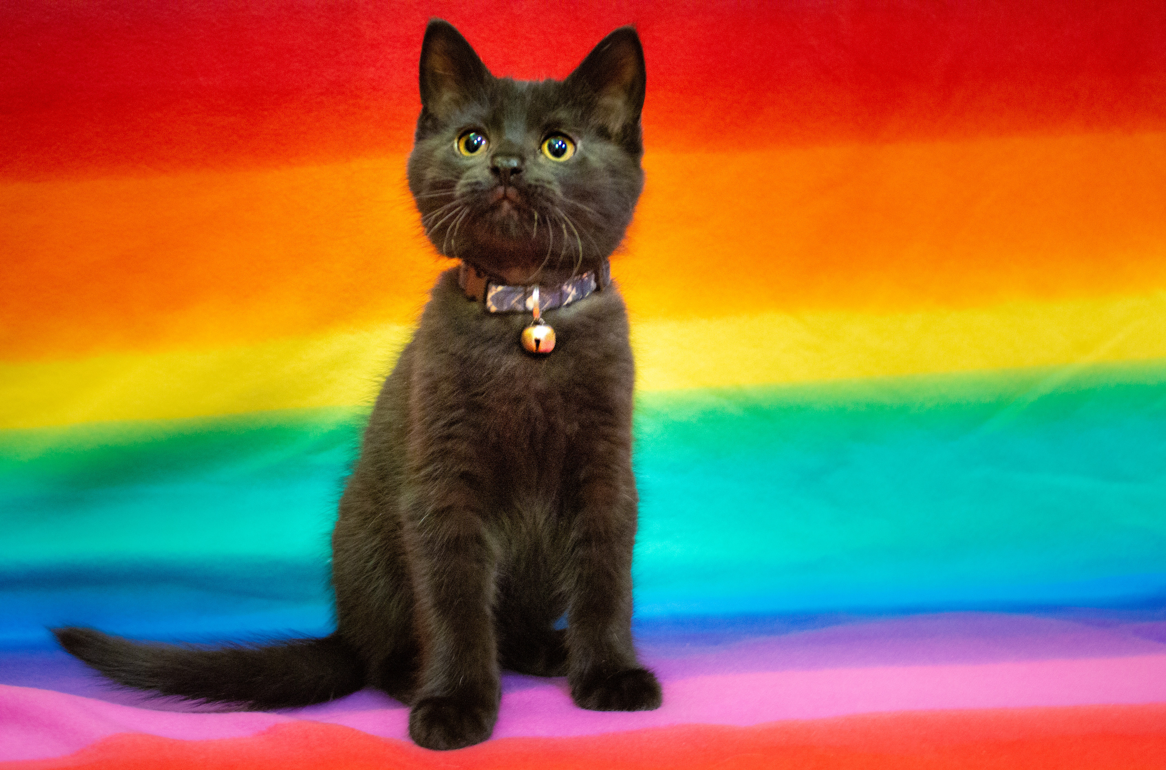 Pride Month