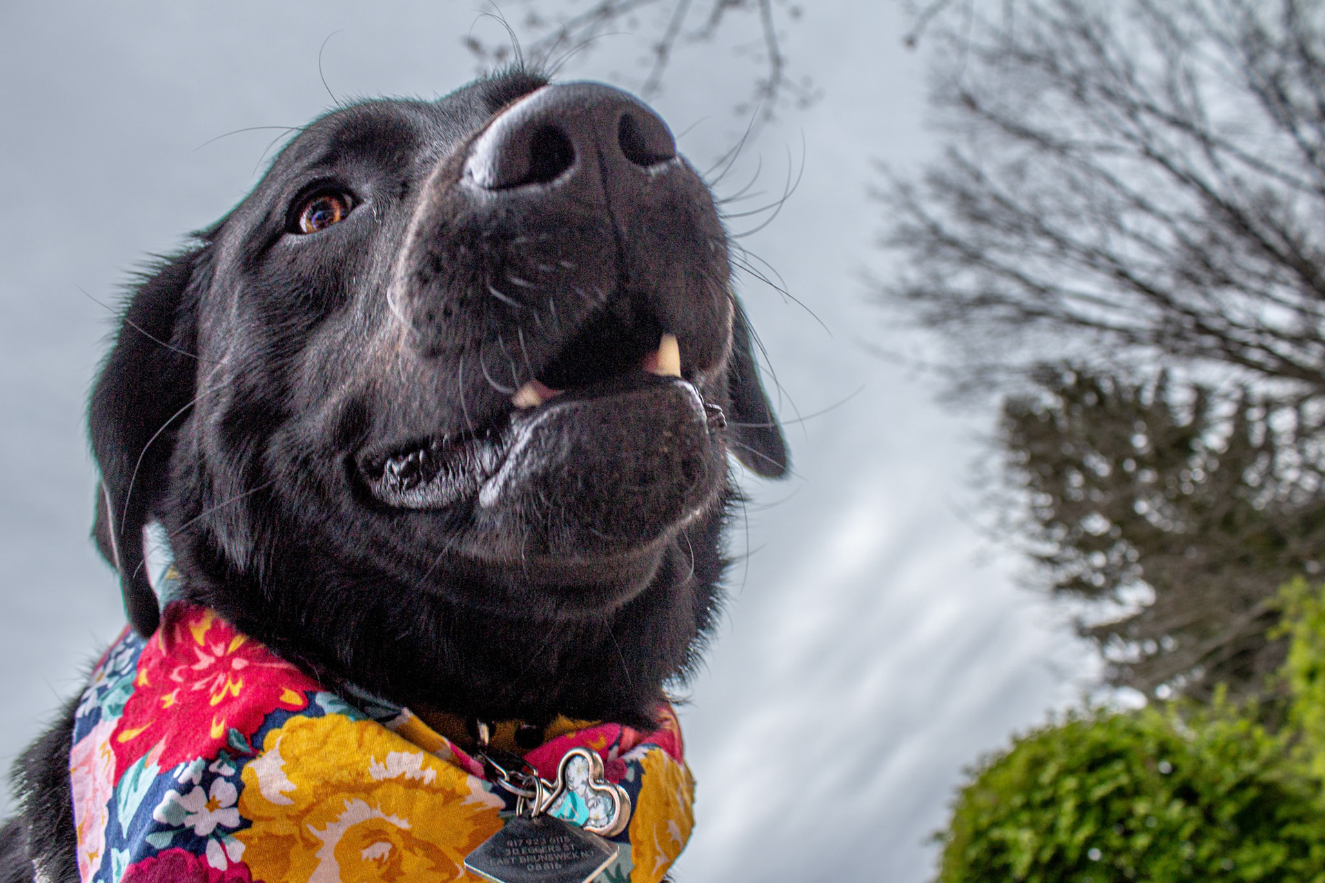 Goofy Loki