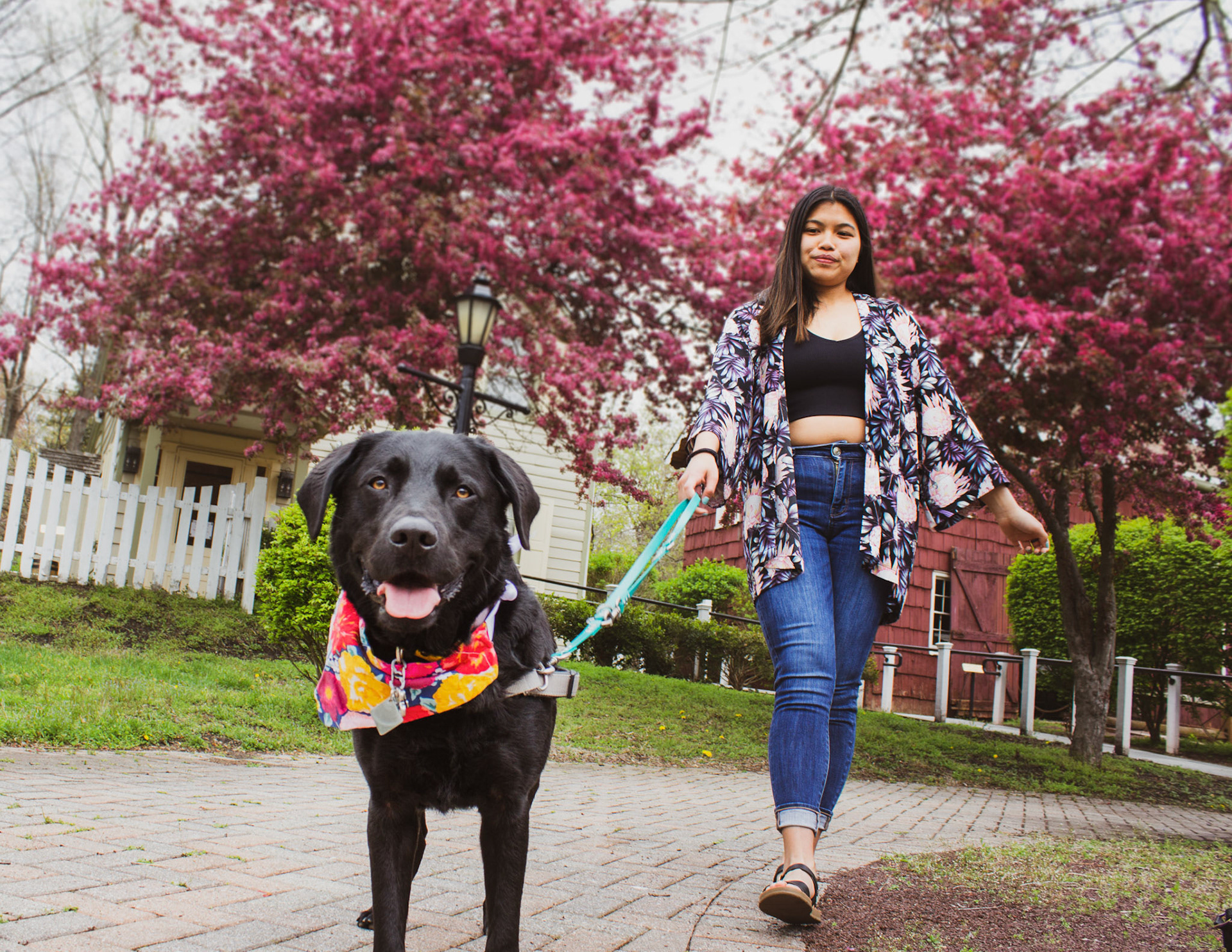 The Album Cover for "Sakura and Labradors" by Jessie & Loki