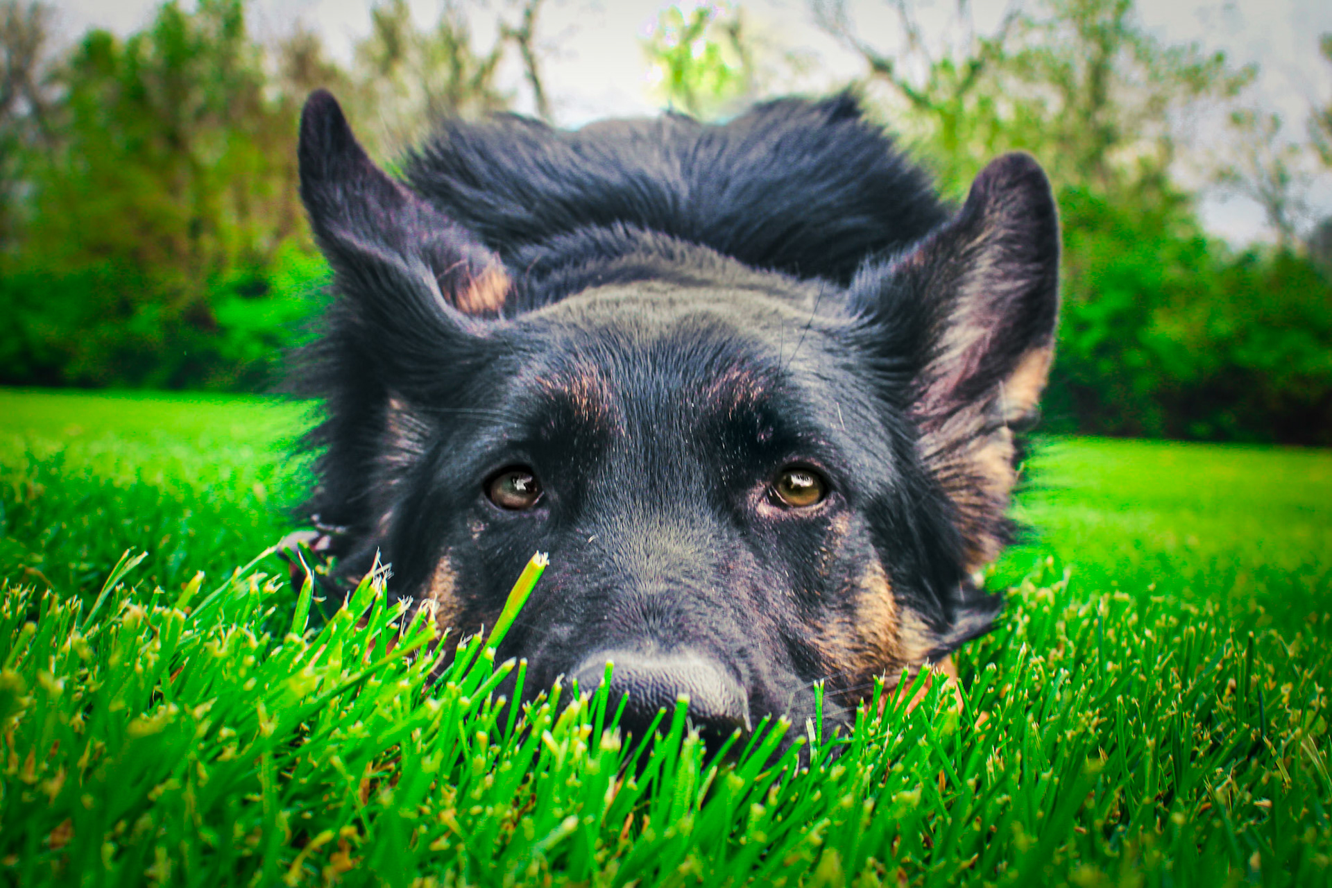 Tinsel in Grass