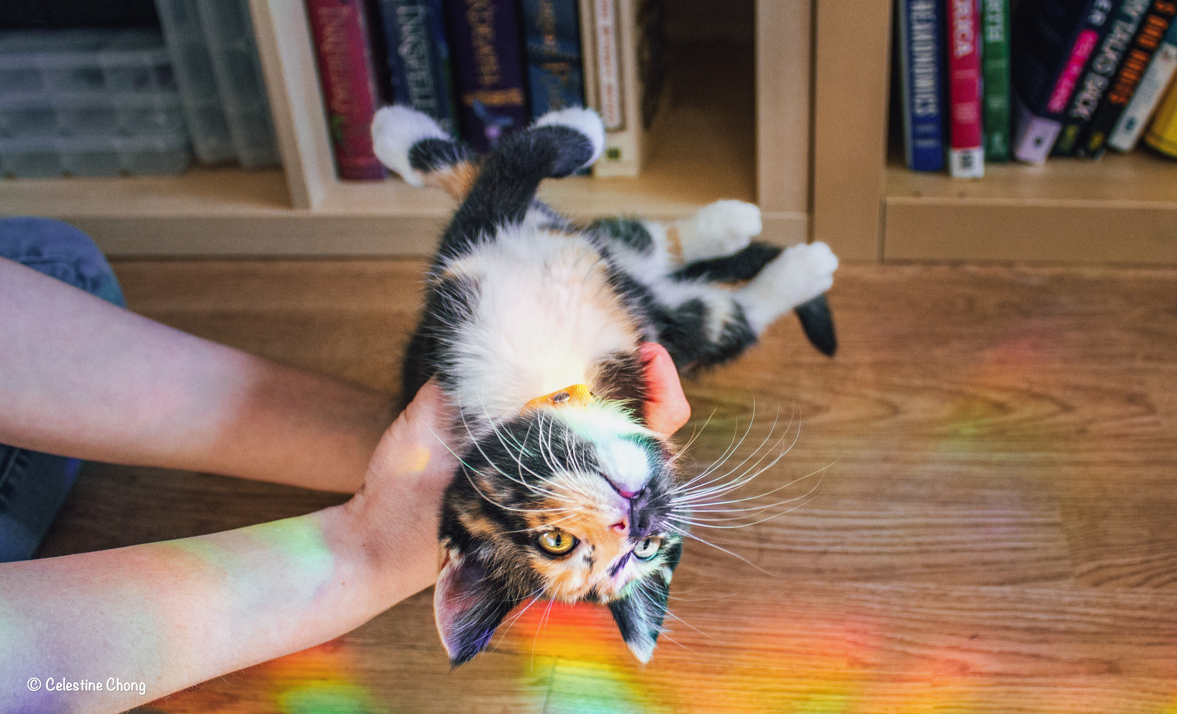 Kitten Resting in Rainbow