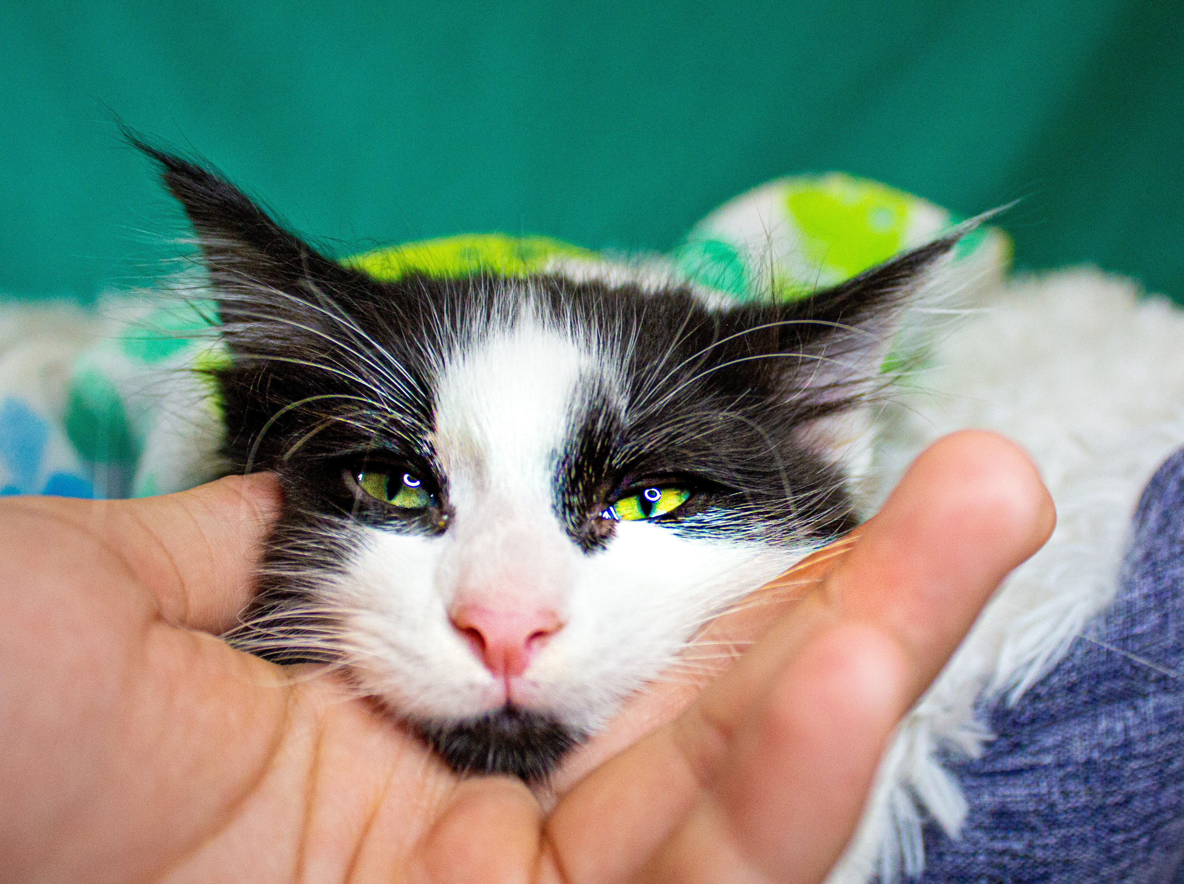 Sleepy Kitten