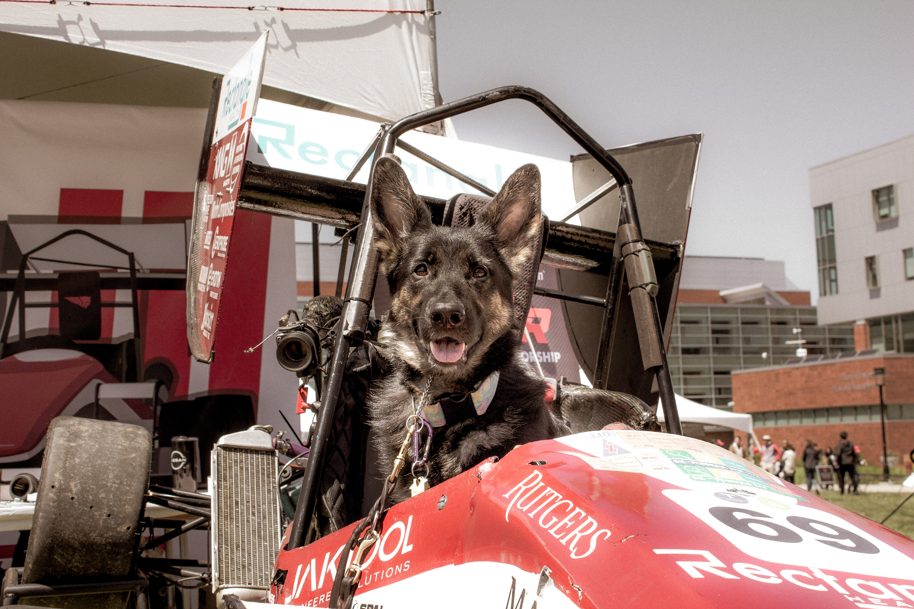 Formula Racer Dog