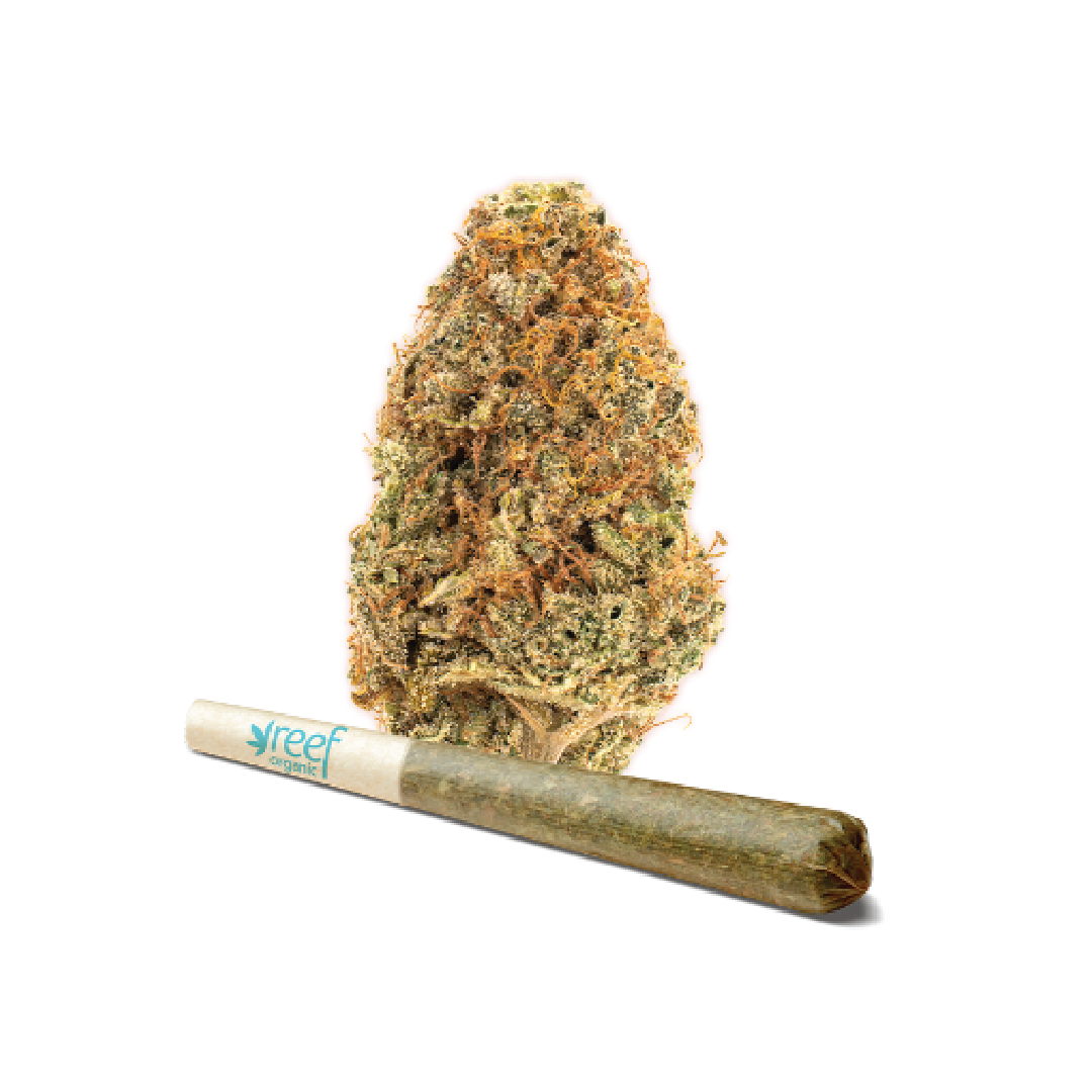REEF ORGANIC - COASTAL KUSH (1x0.5g) MK Ultra x ChemDawg 91 - INDICA 20-26% THC | 0-1.99% CBD