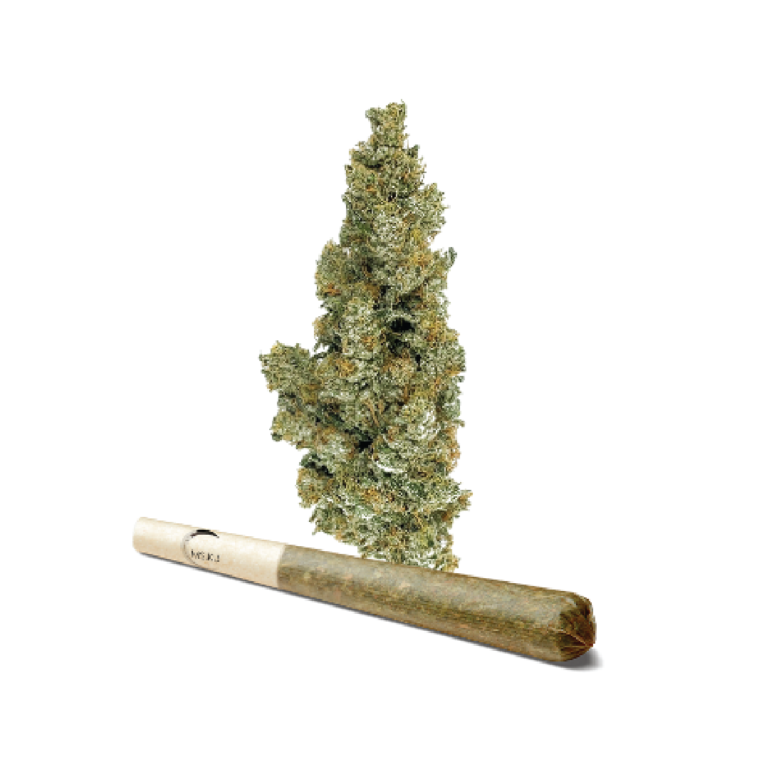 MSIKU - ICC x KUSH MINTS 11 (1x0.5g) Ice Cream Cake x Kush Mints 11 - INDICA 20-26% THC | 0-1.99% CBD
