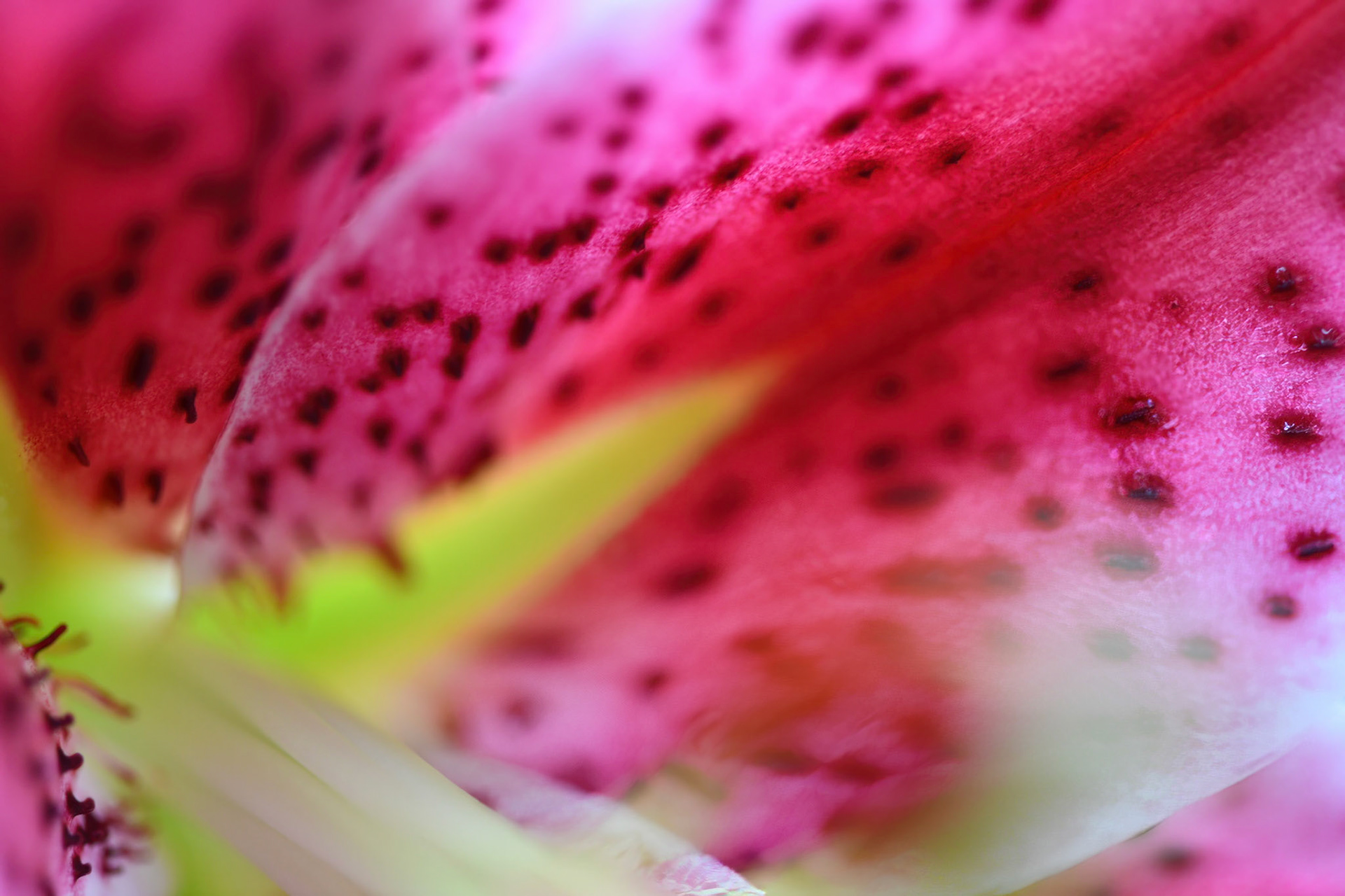 Stargazer Lily