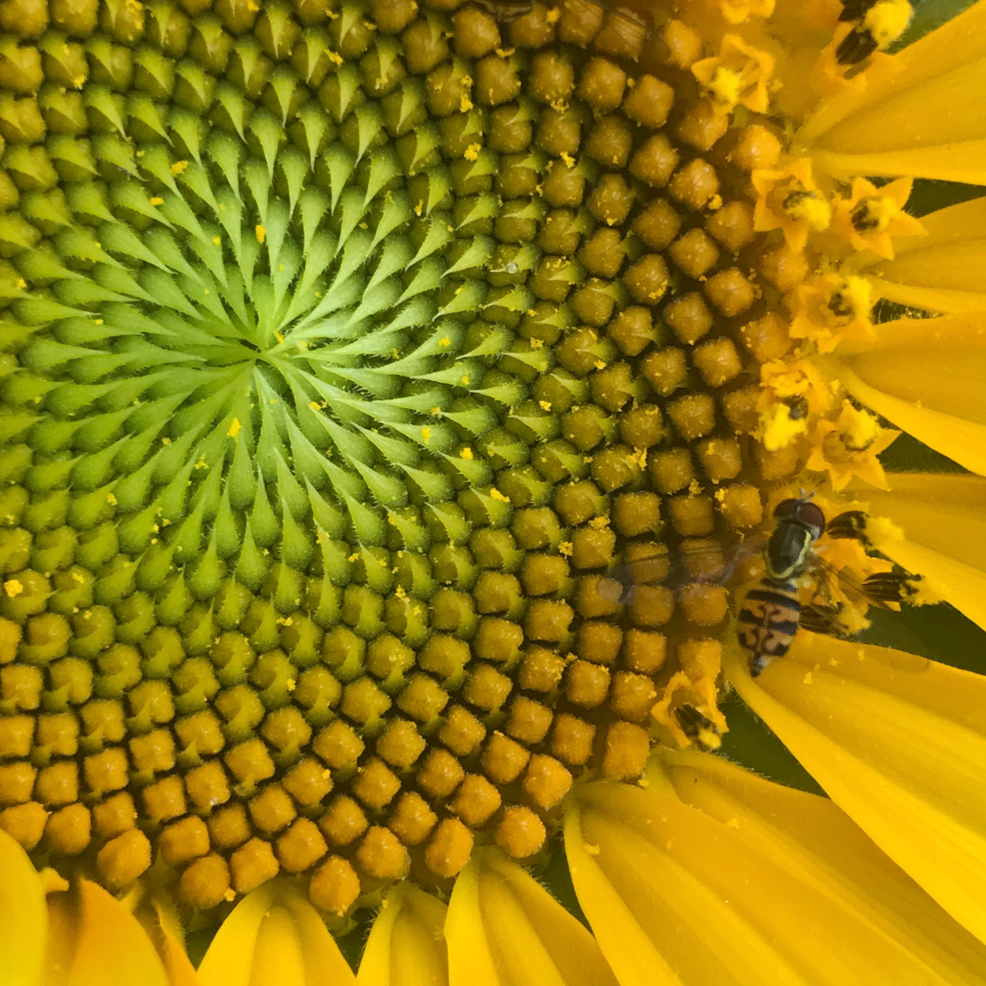 Sunflower & Hoverfly
