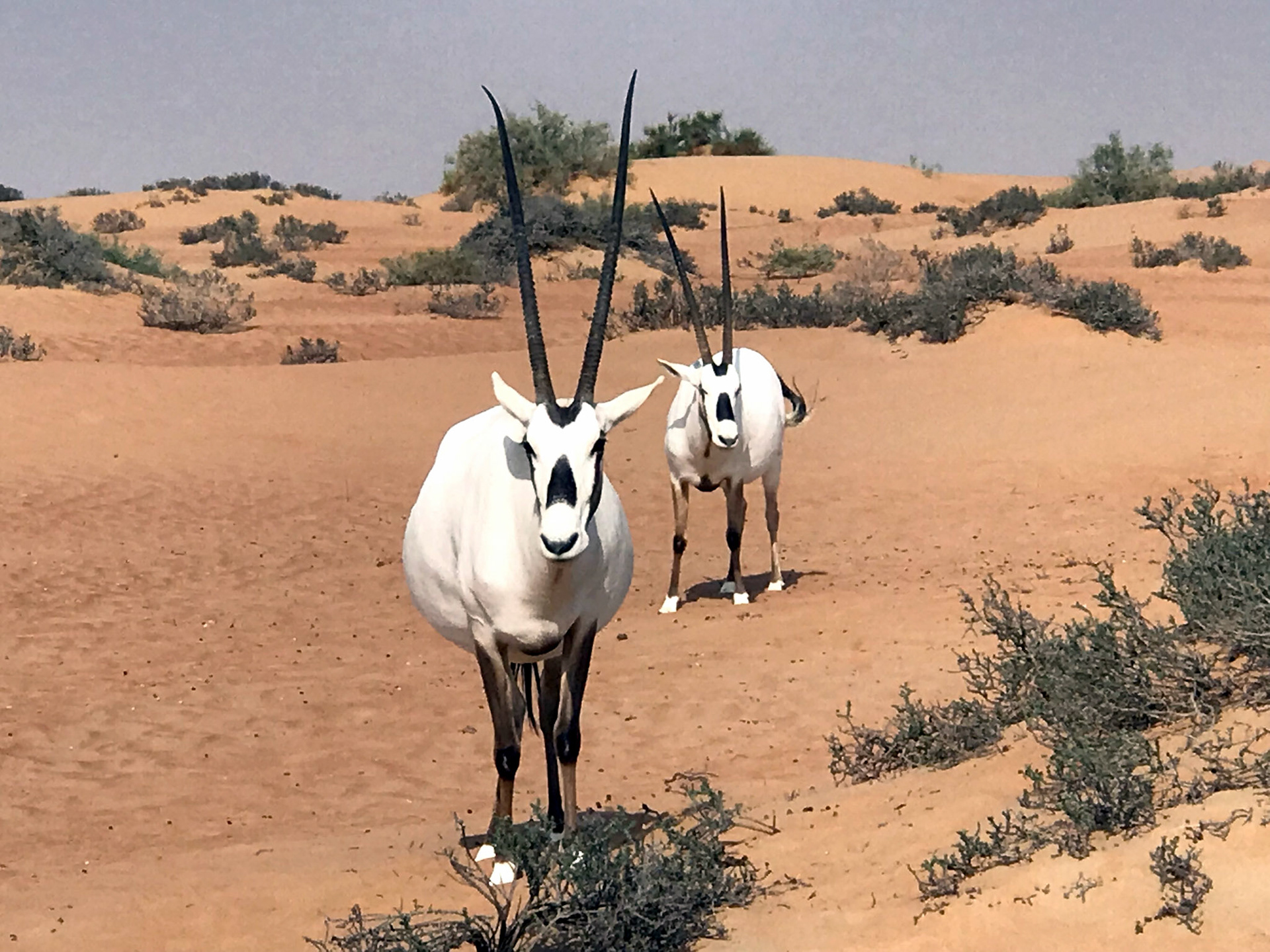 Two Arabian Oryx - Dubai, United Arab Emirates