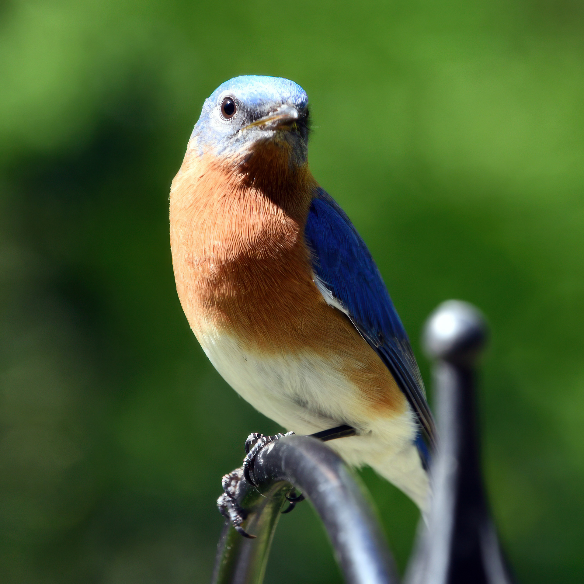 Eastern Bluebird