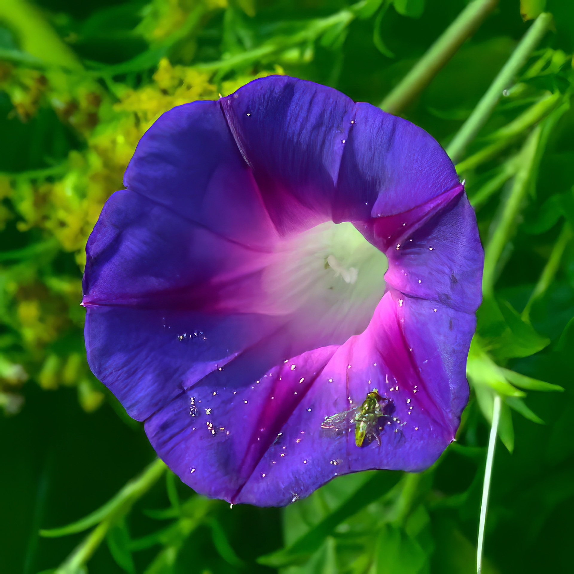 Morning Glory feat. Margined Calligrapher Fly.