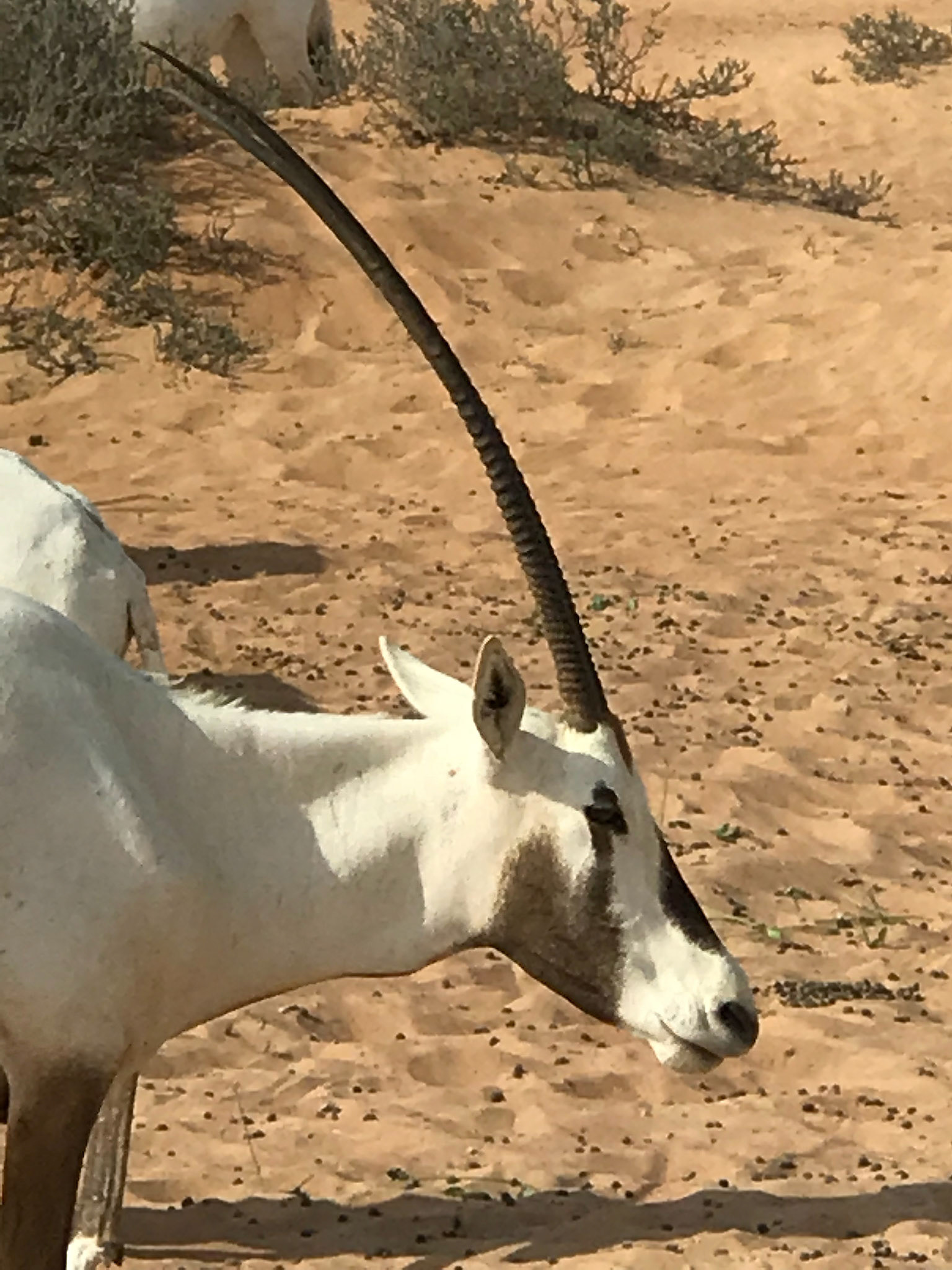 Arabian Oryx - Dubai, United Arab Emirates
