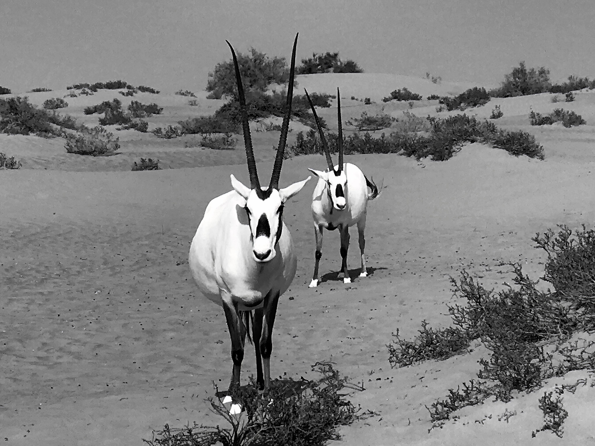 Two Arabian Oryx - Dubai, United Arab Emirates