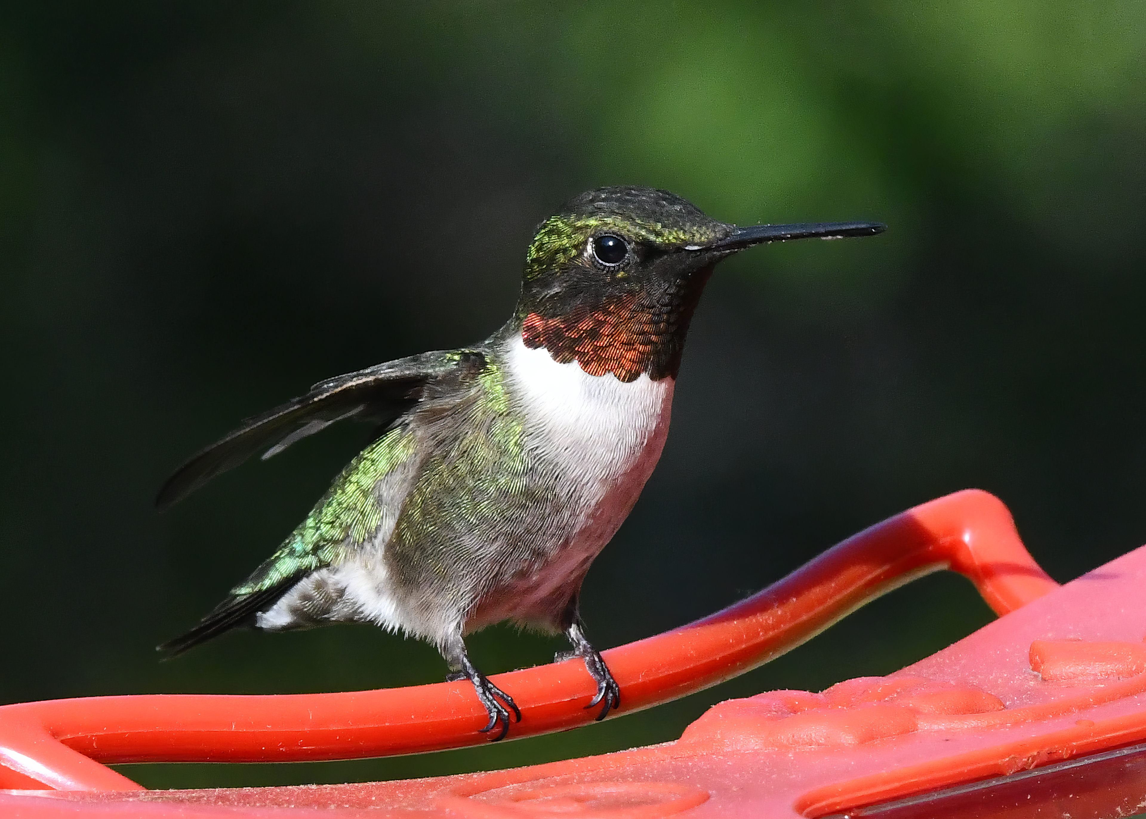 Ruby-Throated Hummingbird