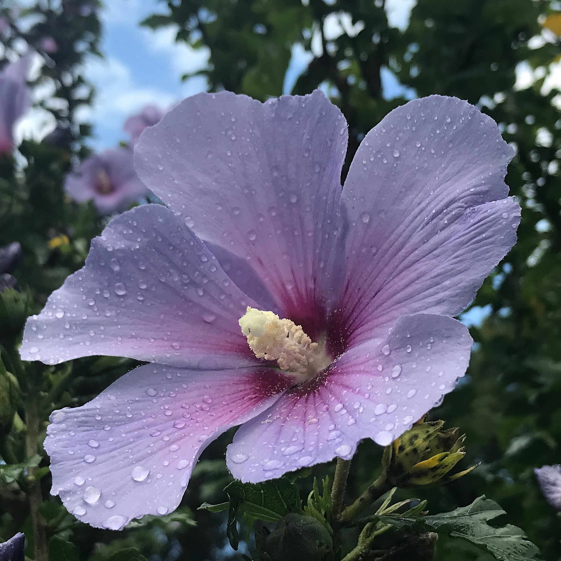Blue Common Hibiscus "Althea" Flower 