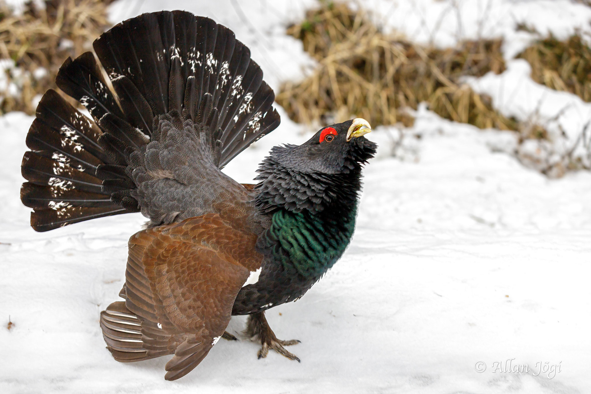Meeting capercaillie