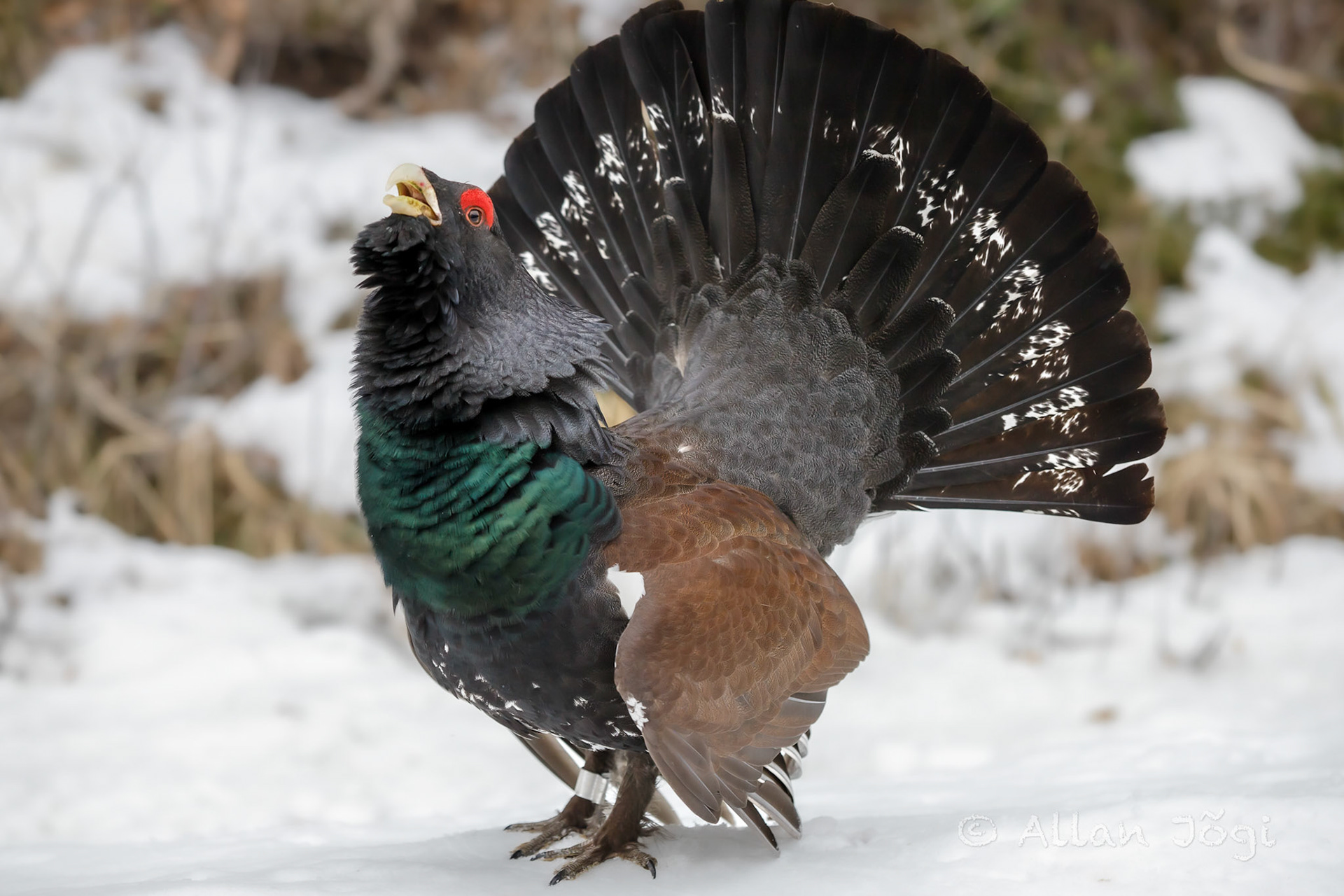 Meeting capercaillie