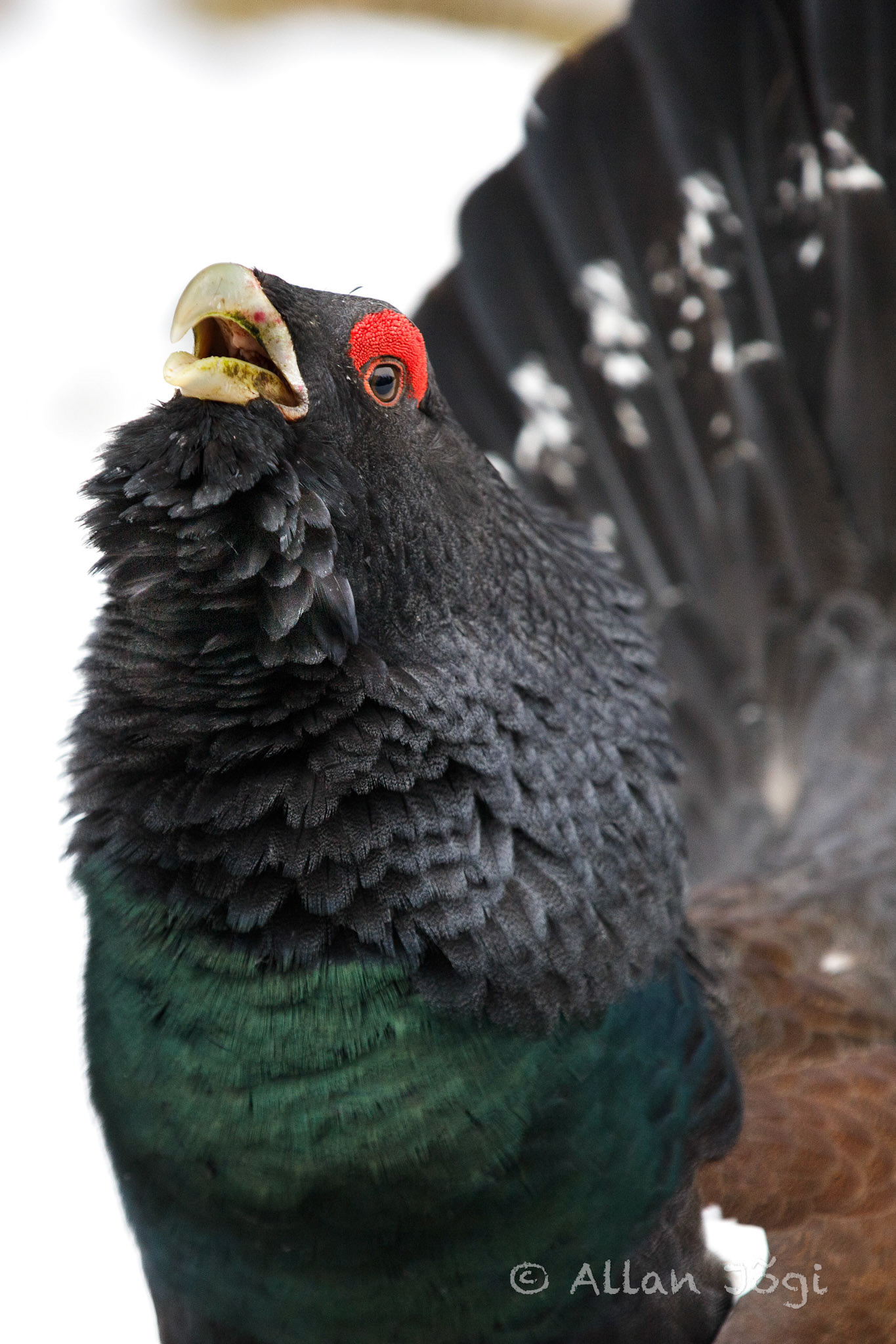 Meeting capercaillie