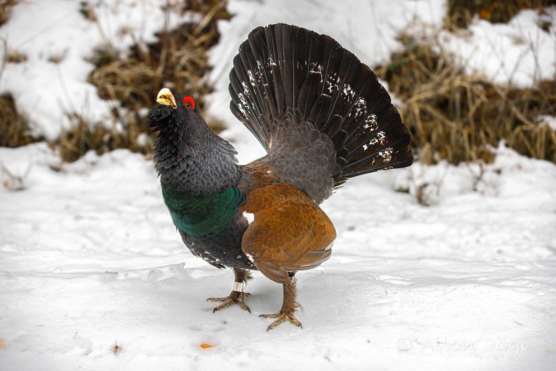 Meeting capercaillie