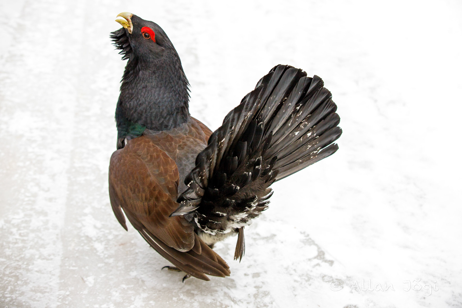 Meeting capercaillie