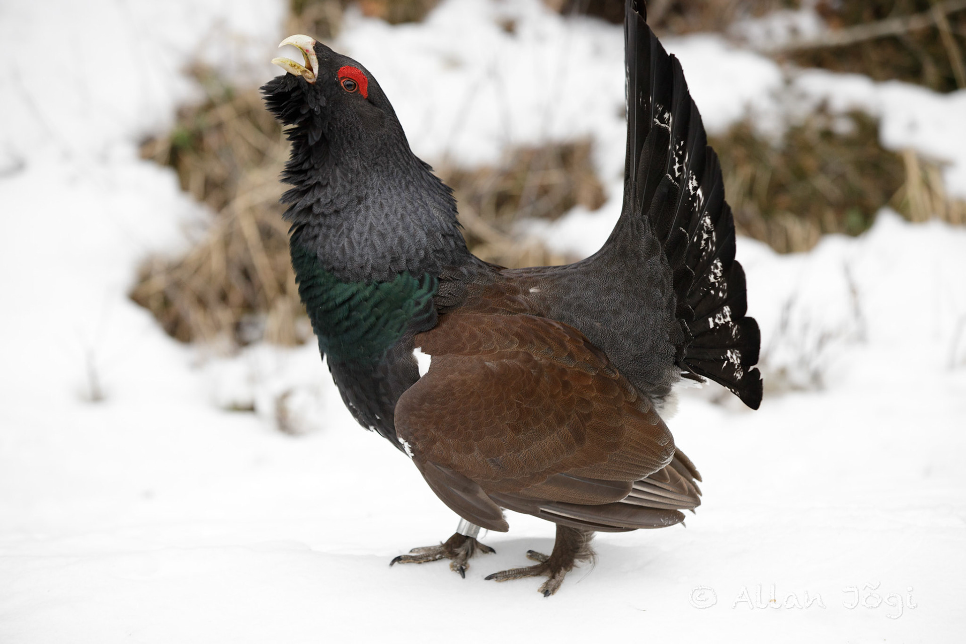 Meeting capercaillie
