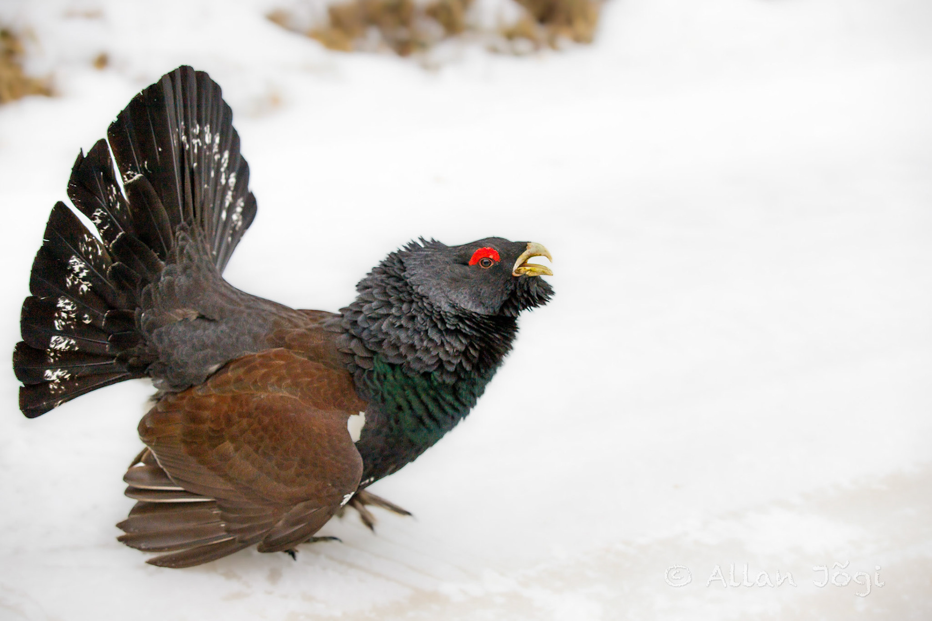 Meeting capercaillie