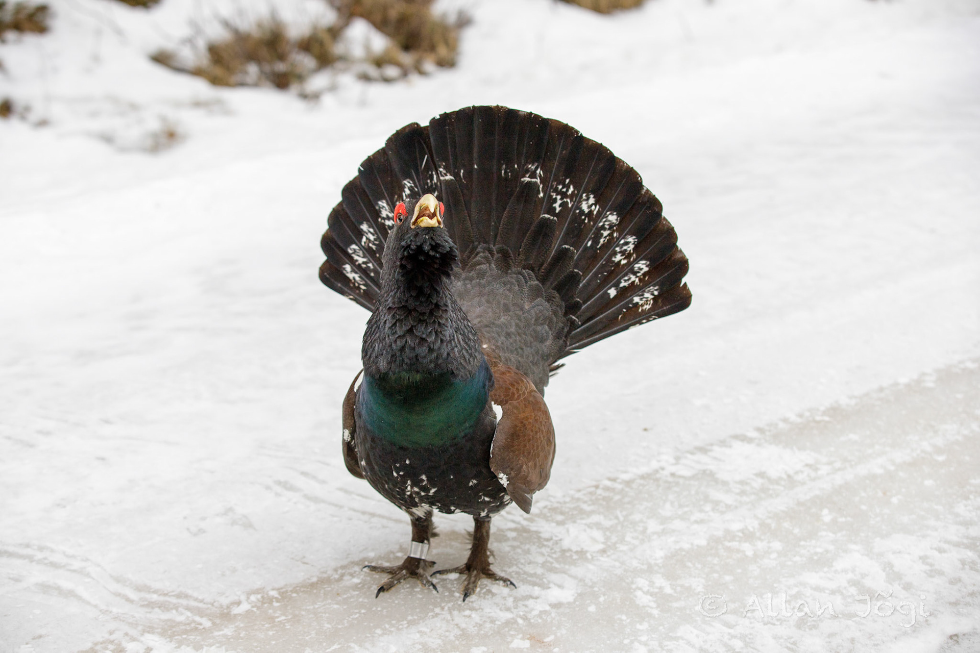Meeting capercaillie