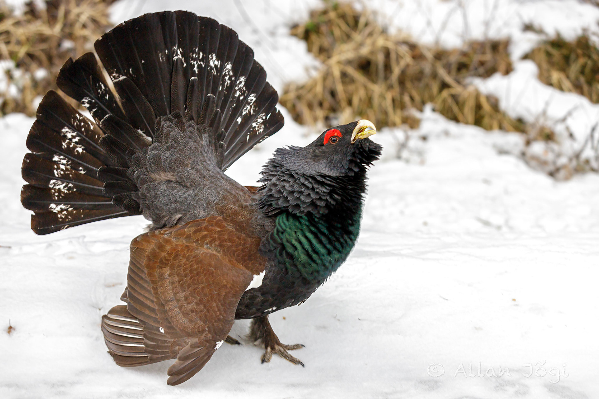 Meeting capercaillie