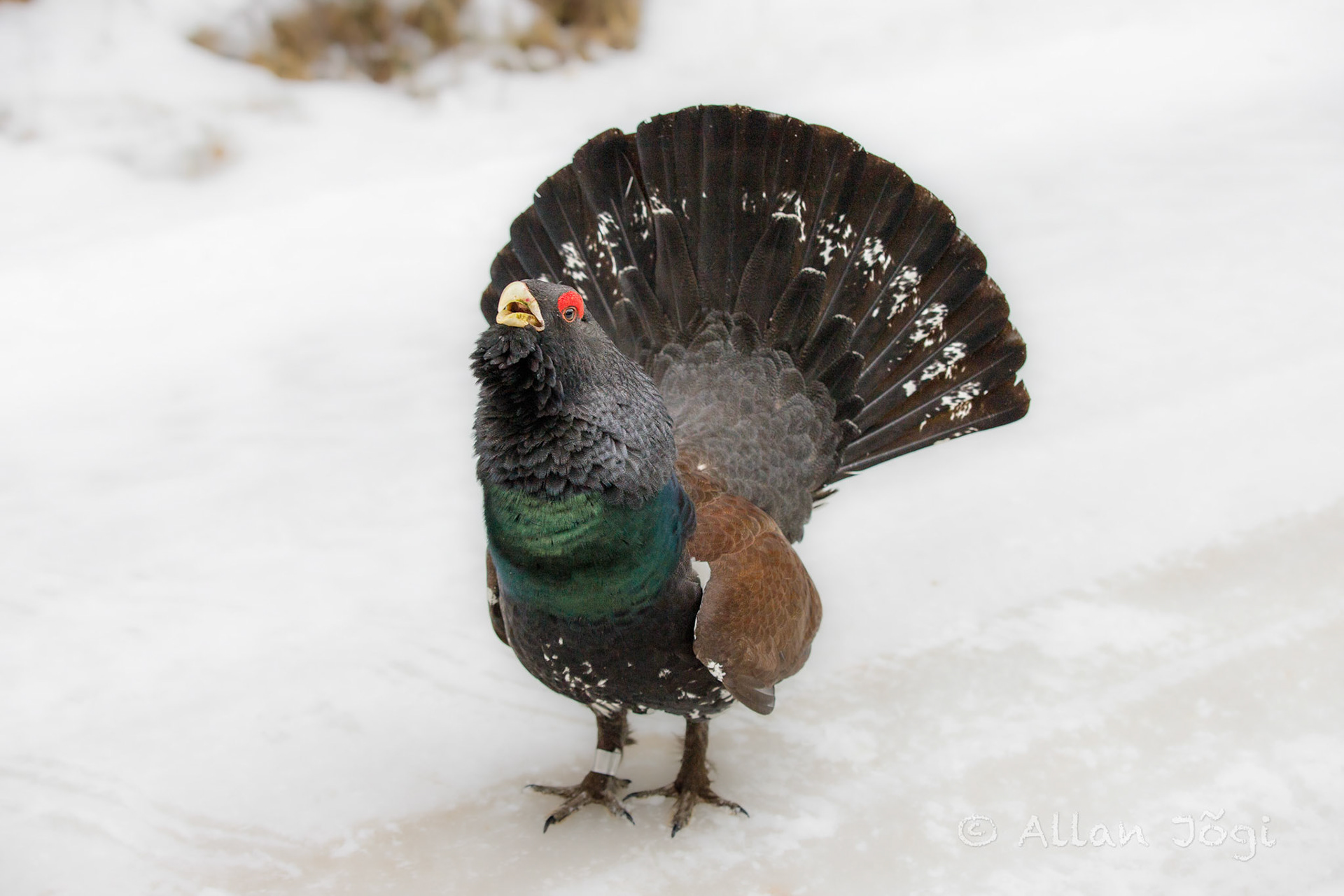 Meeting capercaillie