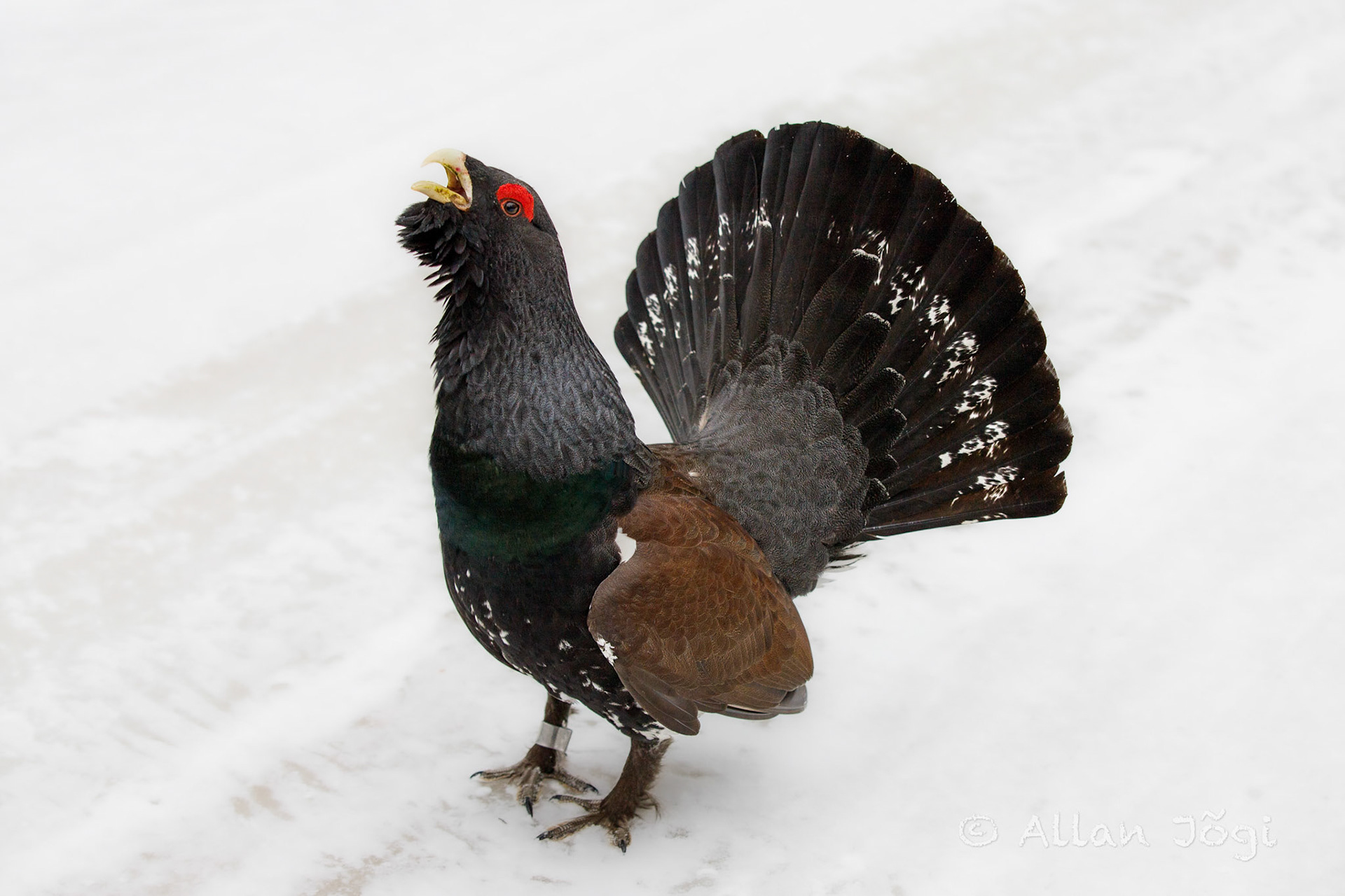 Meeting capercaillie