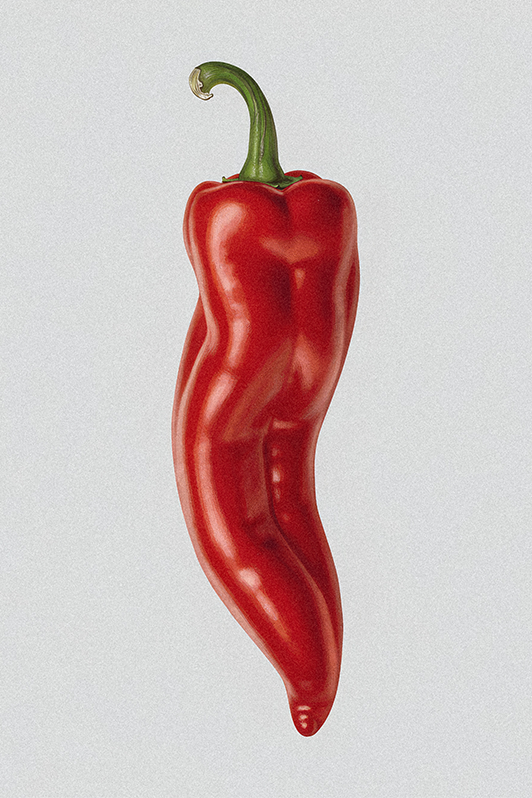 Paprika rouge isolé sur fond clair, illustration représentant la notion de substance et de profondeur du design.