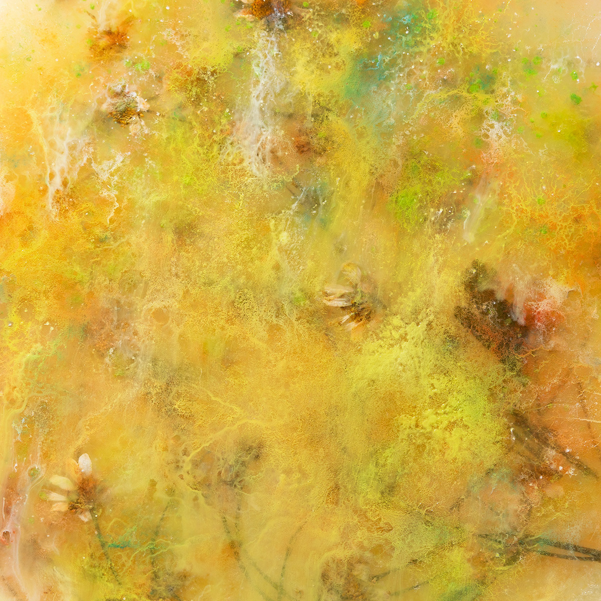 Tanacetum, 60x60 cm
