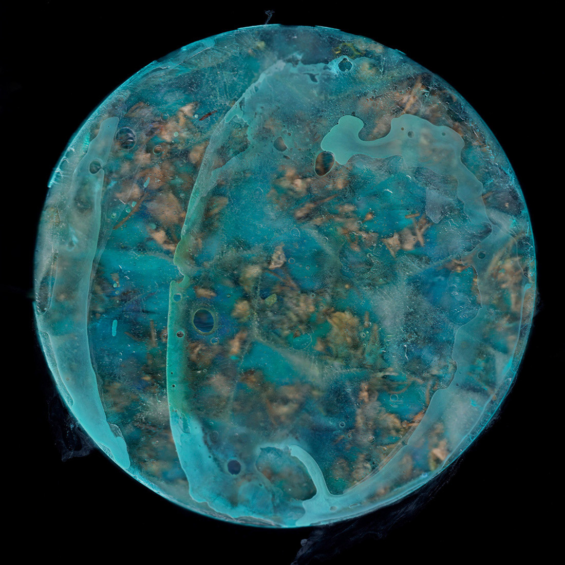 Back side of blue hydrangea (2024)