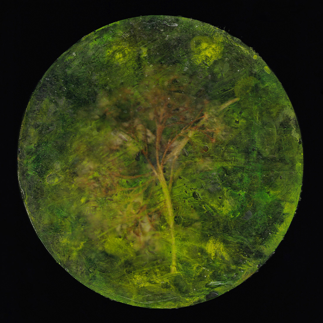 Back side of Green hydrangea (2024)