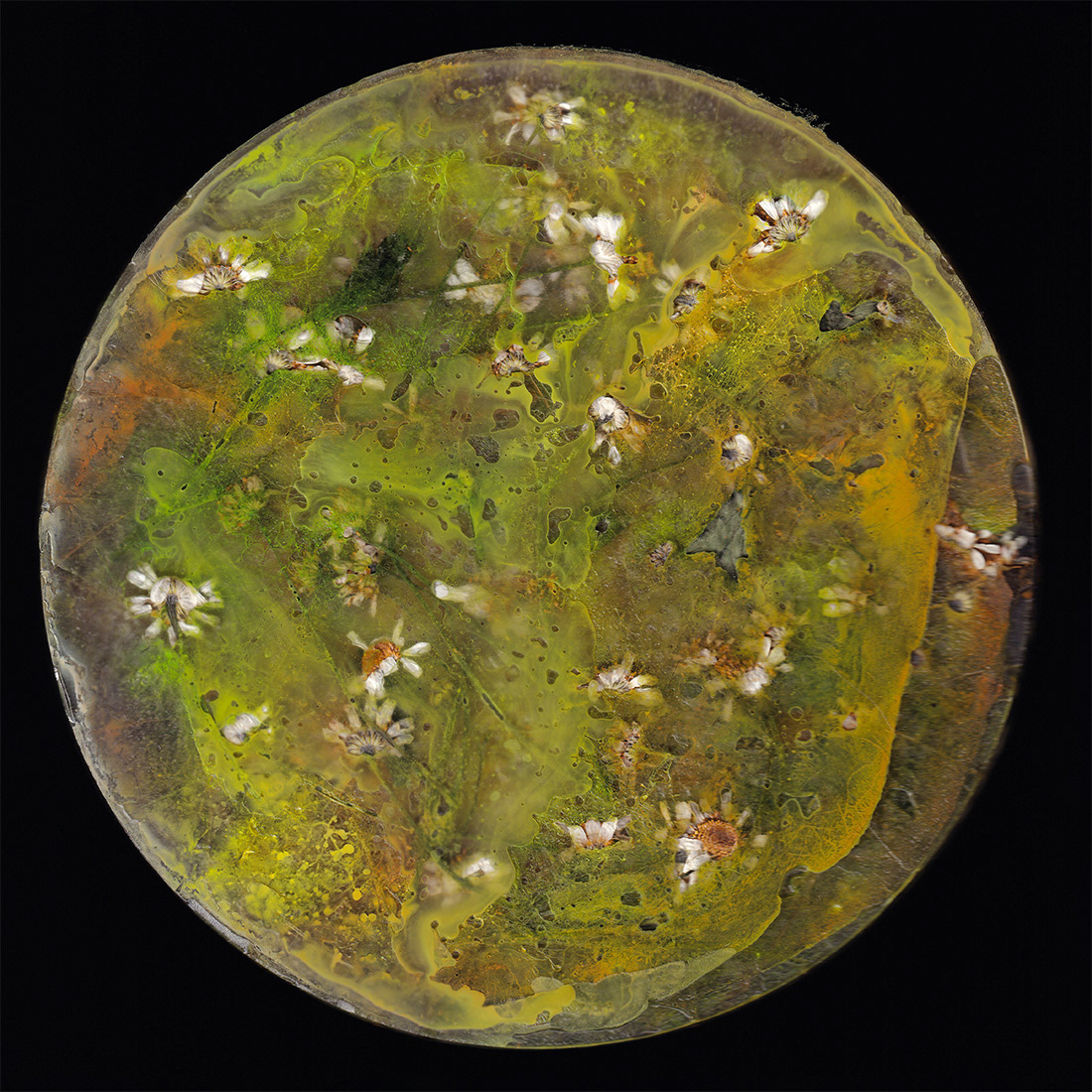 Back side of Tanacetum (2024)