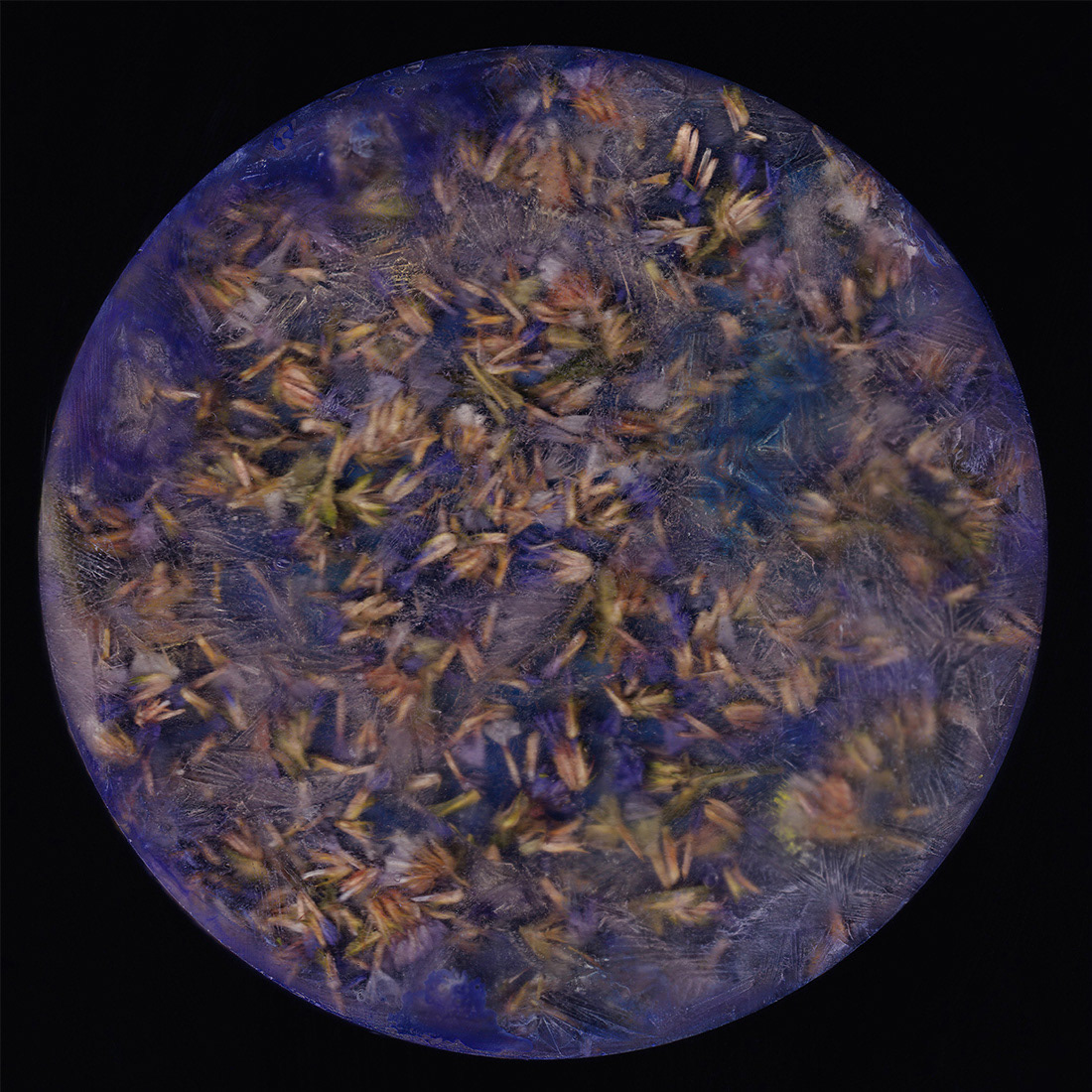 Back side of purple limonium (2024)