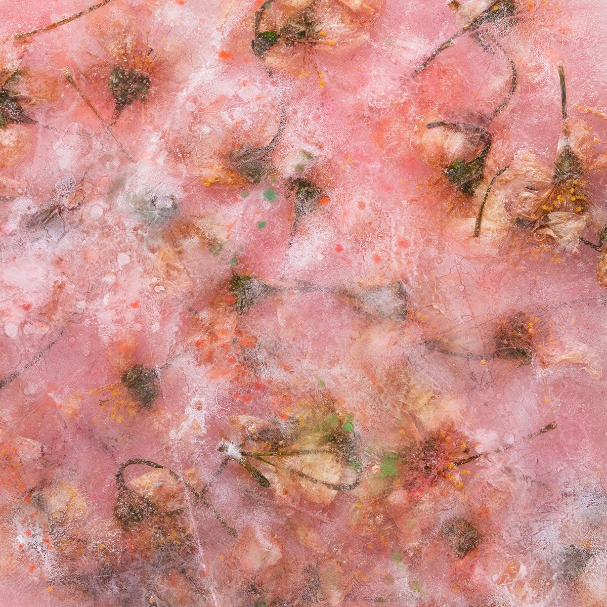 Cherry blossom, 60x60 cm