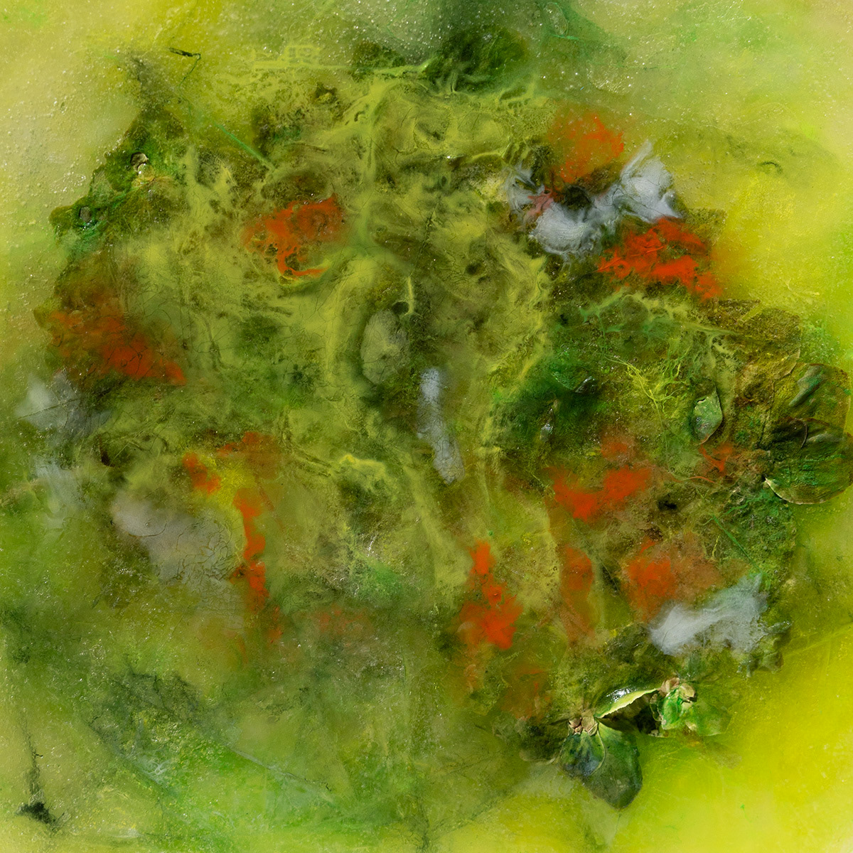Green hydrangea, 60x60 cm