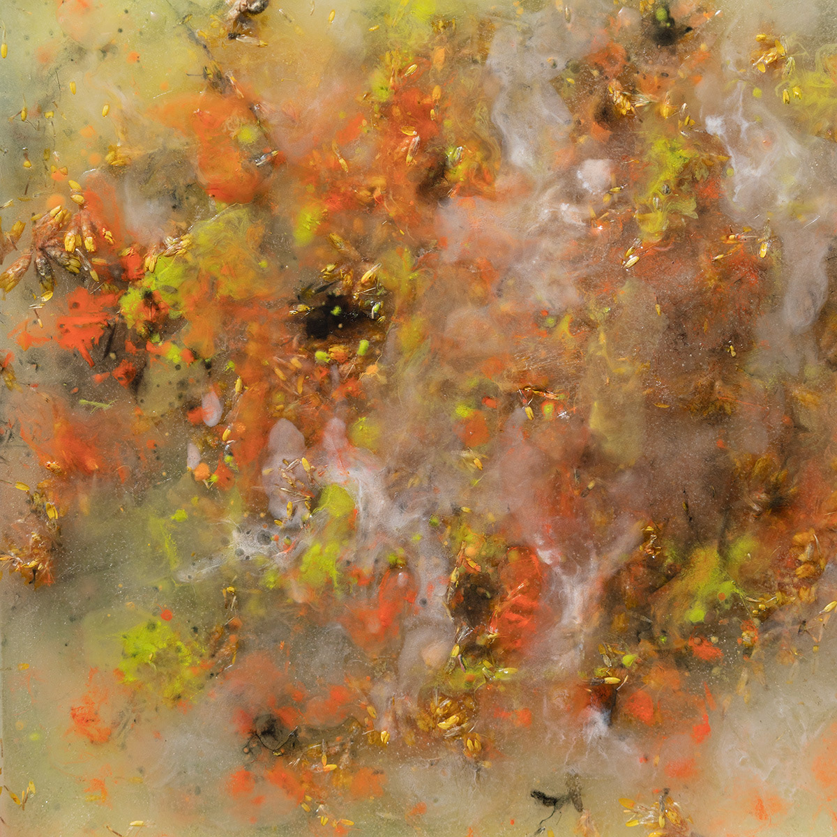 Immortelle, 60x60 cm