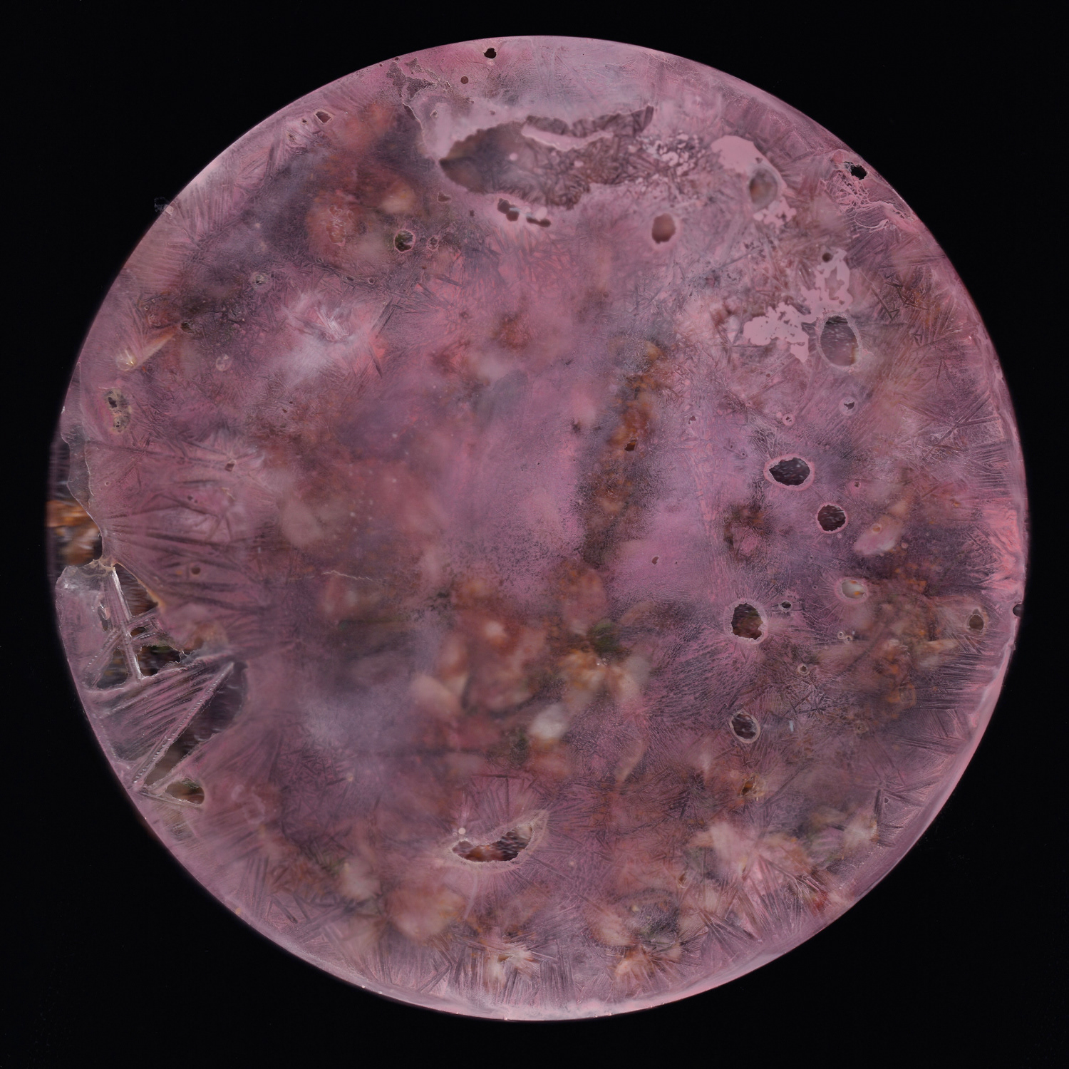 Back side of cherry blossom (2024)