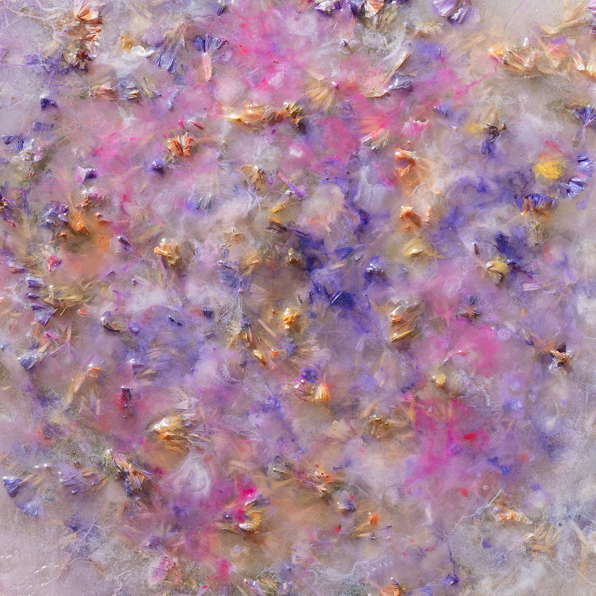 Purple limonium, 60x60 cm