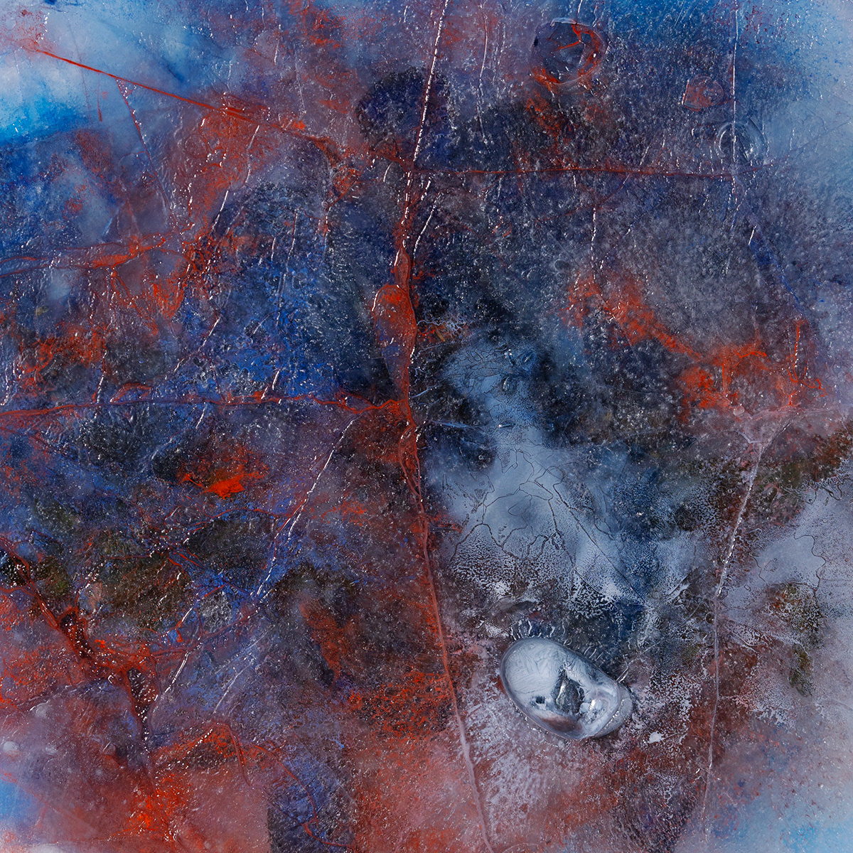 Dark blue Anemone, 60x60 cm