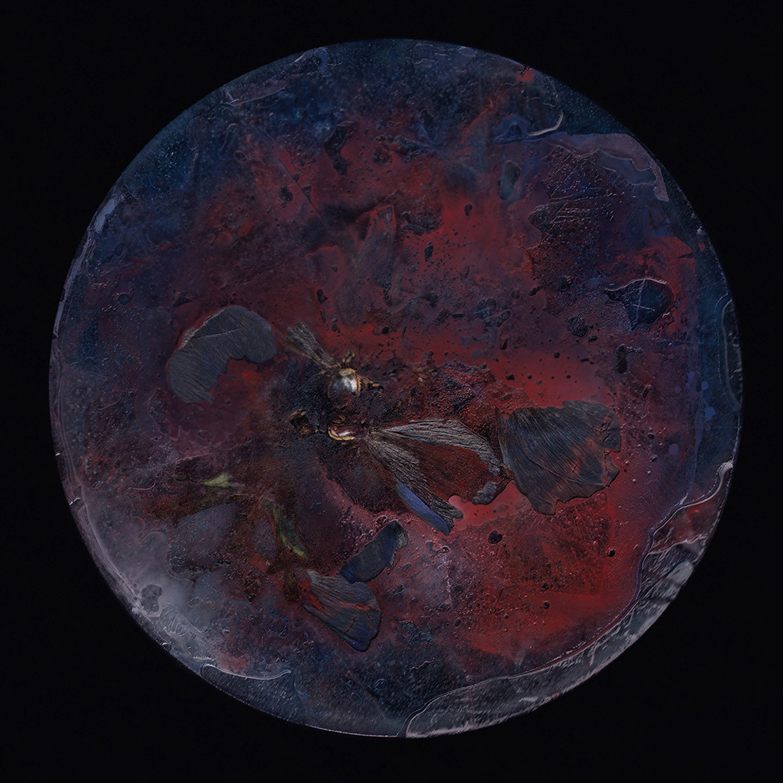 Back side of blue anemone (2024)