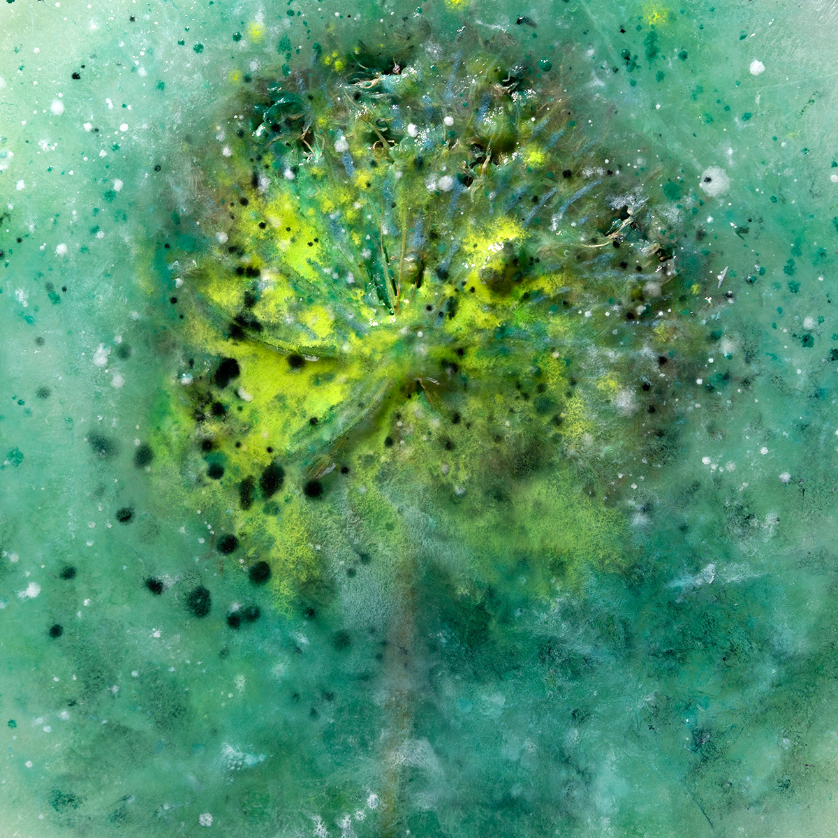 Allium, 60x60 cm