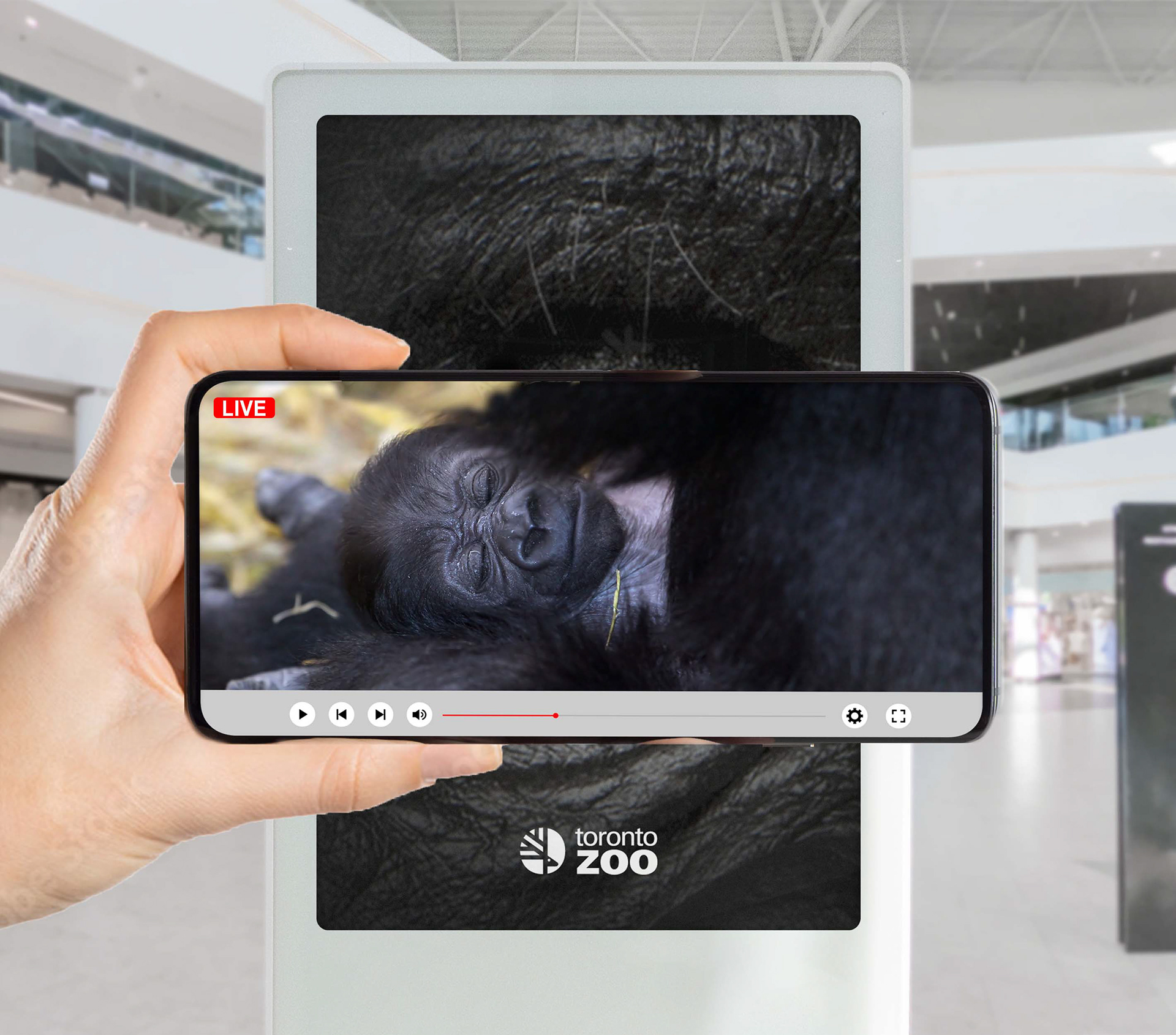 Step 5-The live stream would show the life of the animal in the Toronto Zoo