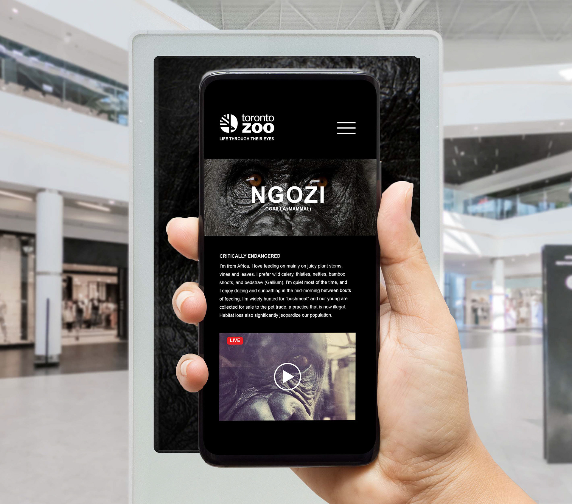 Step 3 - The scan would lead to TorontoZoo microsite which shows an intro about the animal & a live stream video