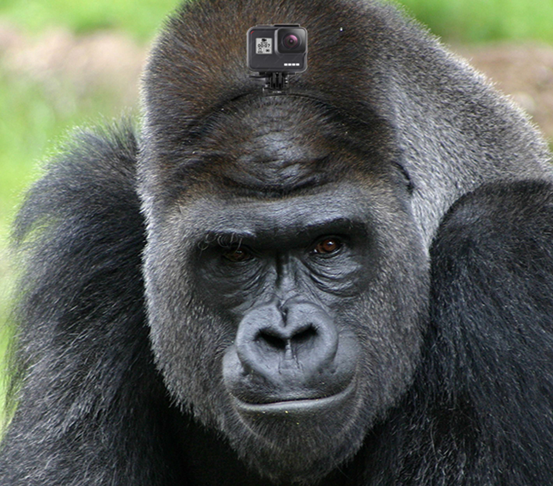 Step 4-The live stream video is captured by a go pro/ video camera set up on the individual animal.