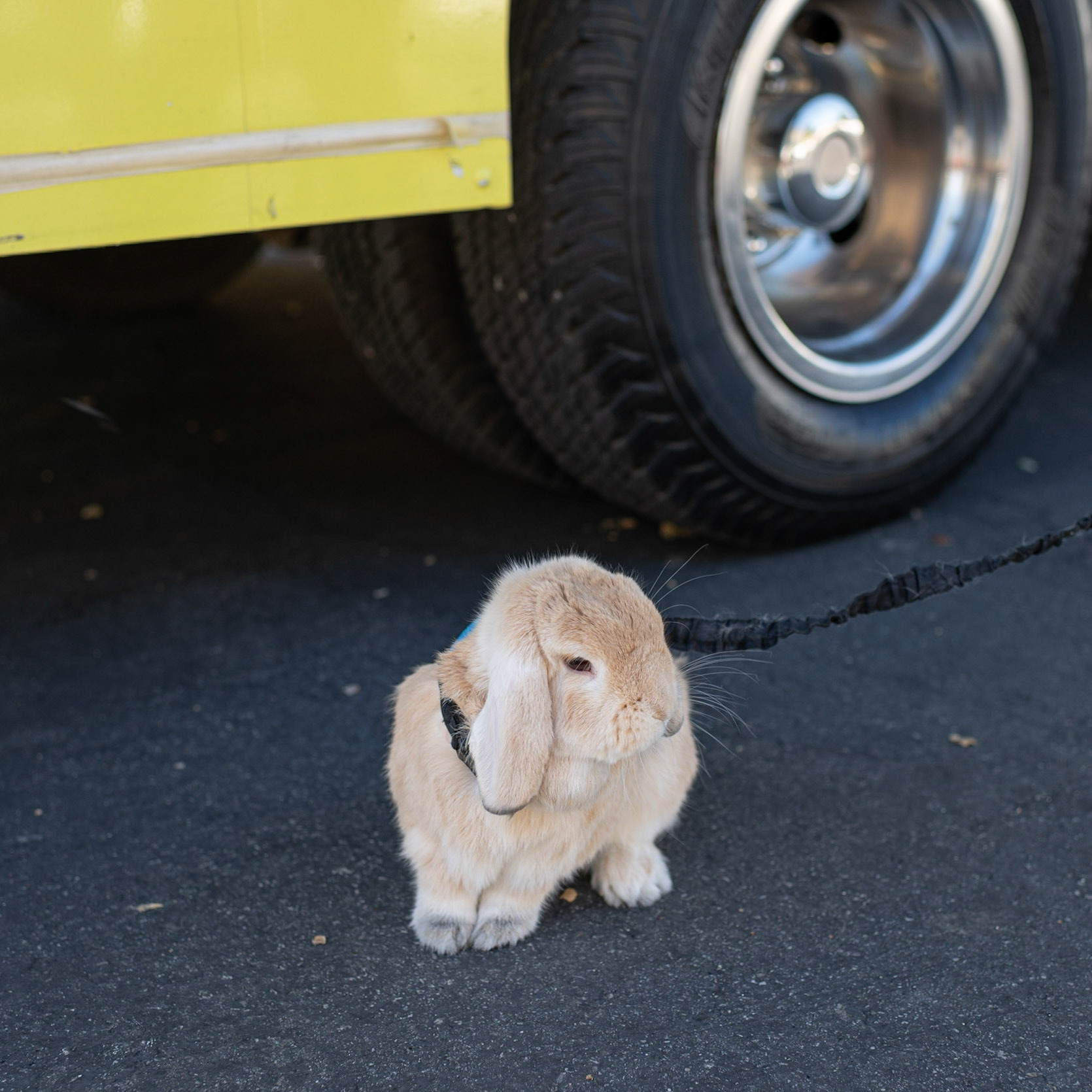 Bunny